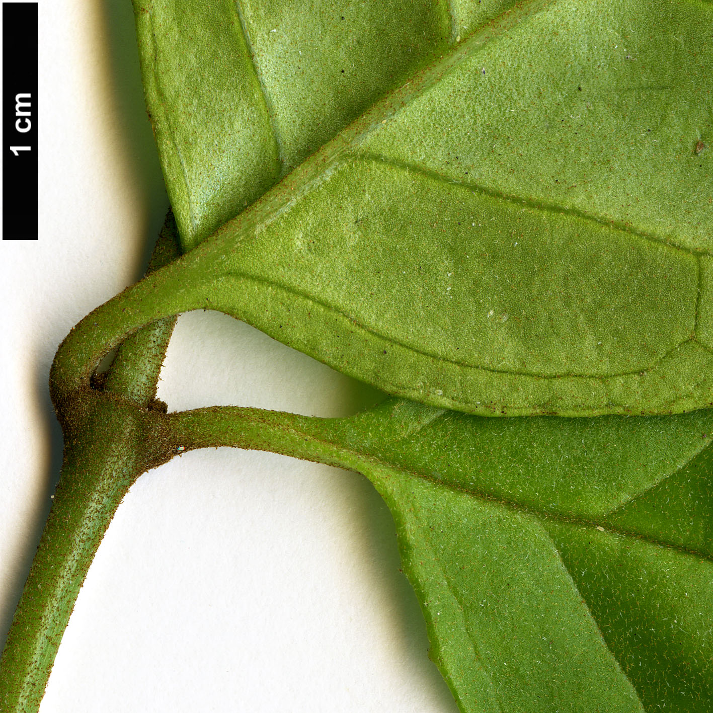 High resolution image: Family: Scrophulariaceae - Genus: Buddleja - Taxon: indica