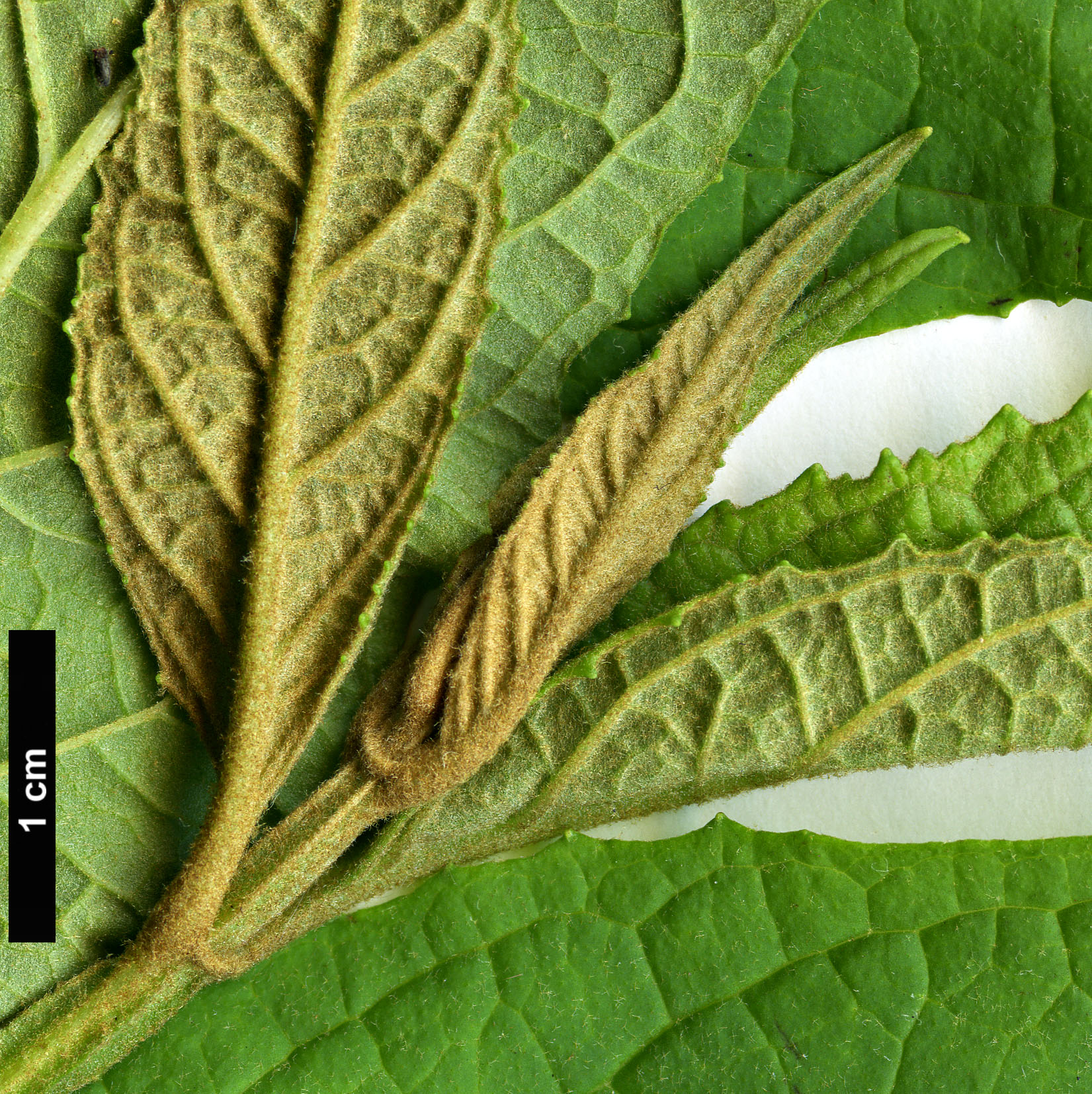 High resolution image: Family: Scrophulariaceae - Genus: Buddleja - Taxon: japonica