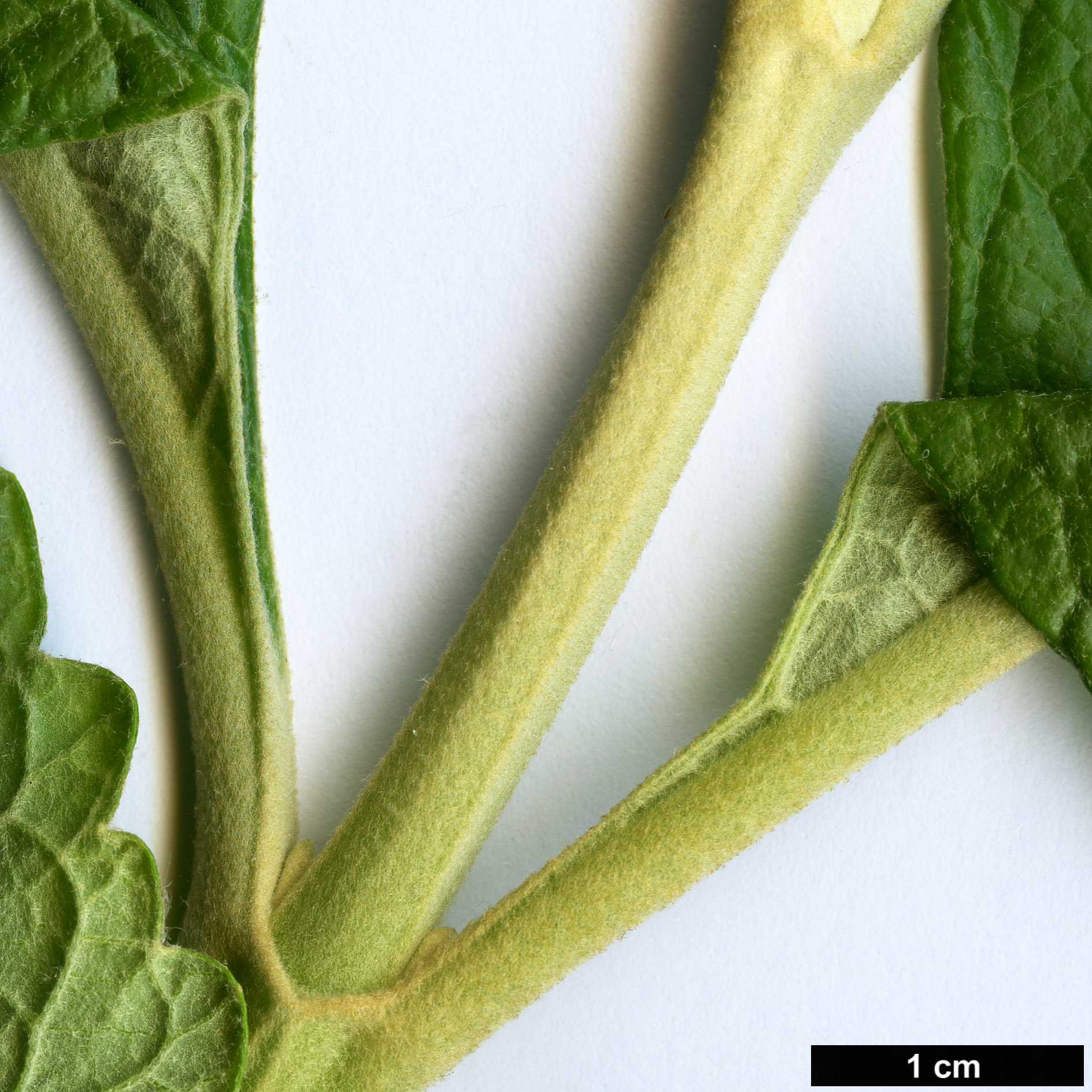 High resolution image: Family: Scrophulariaceae - Genus: Buddleja - Taxon: kleinii