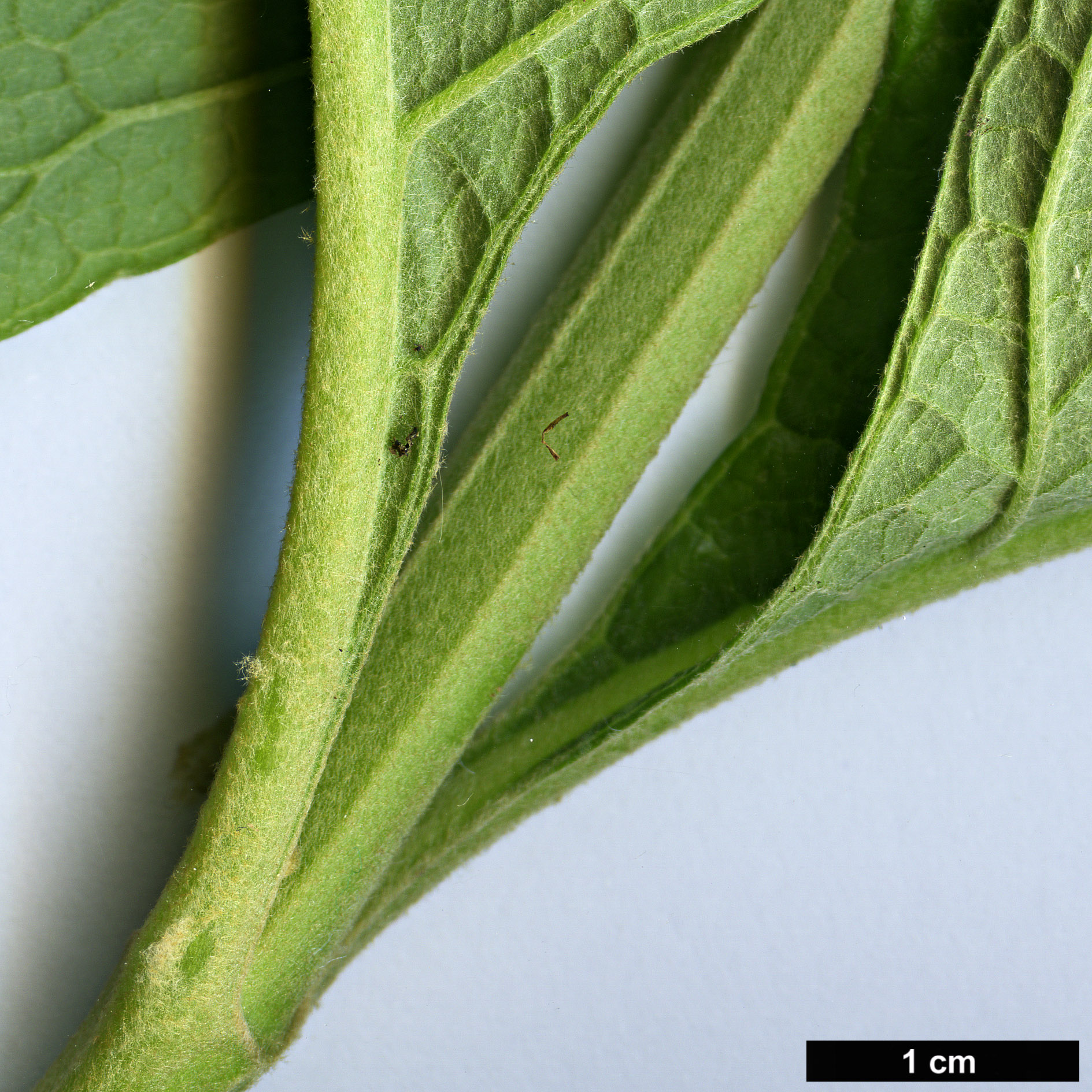 High resolution image: Family: Scrophulariaceae - Genus: Buddleja - Taxon: kleinii