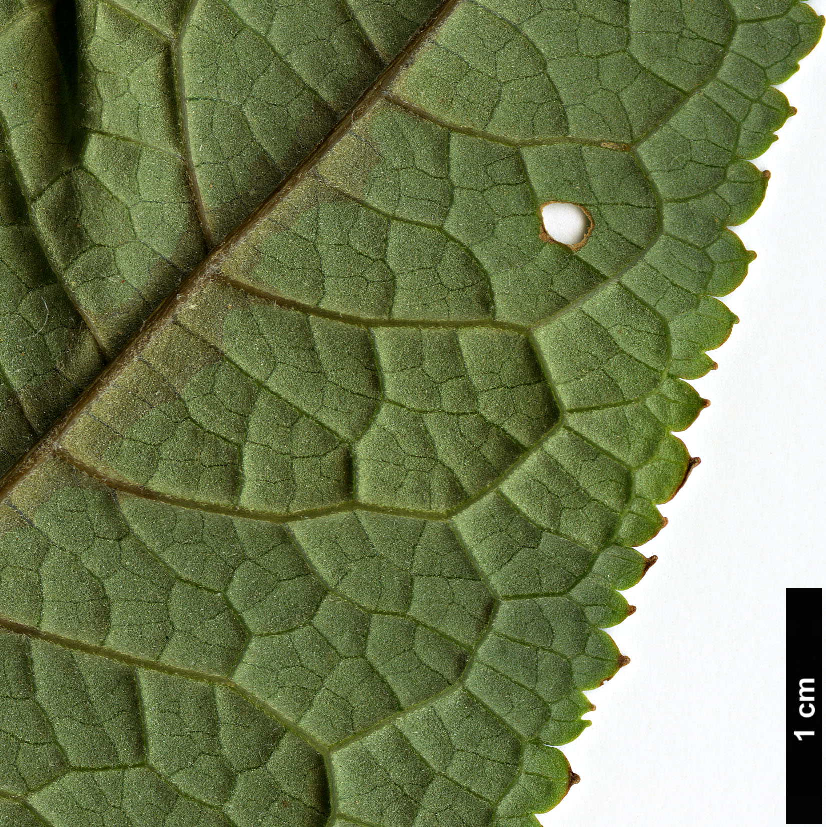 High resolution image: Family: Scrophulariaceae - Genus: Buddleja - Taxon: limitanea