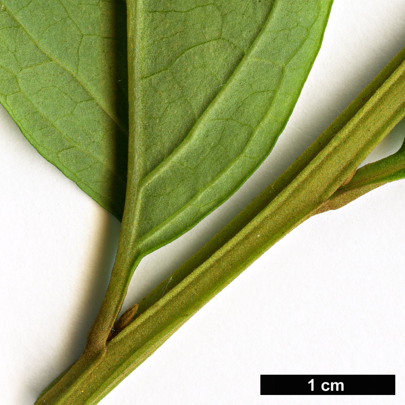 High resolution image: Family: Scrophulariaceae - Genus: Buddleja - Taxon: lindleyana