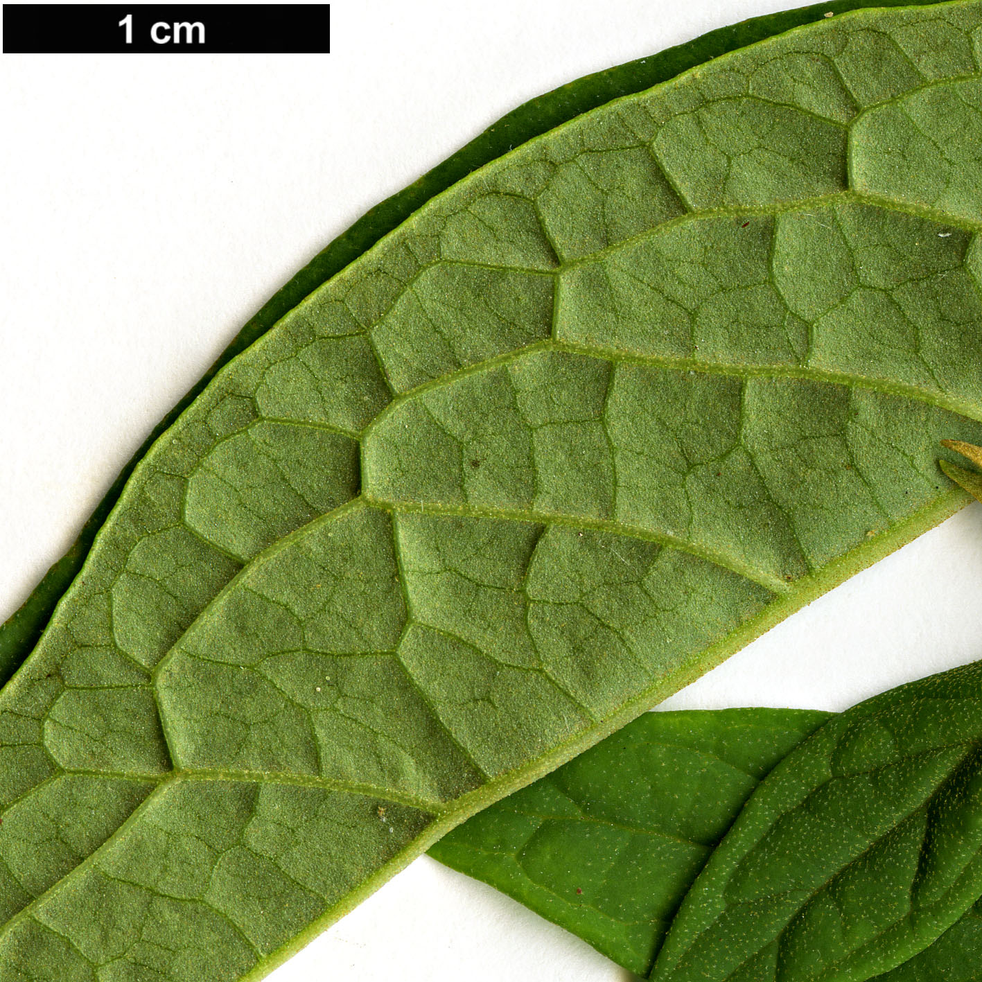 High resolution image: Family: Scrophulariaceae - Genus: Buddleja - Taxon: lindleyana