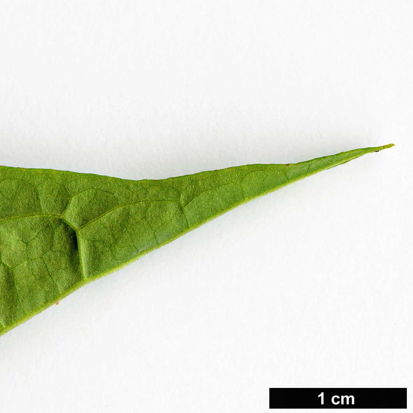 High resolution image: Family: Scrophulariaceae - Genus: Buddleja - Taxon: lindleyana