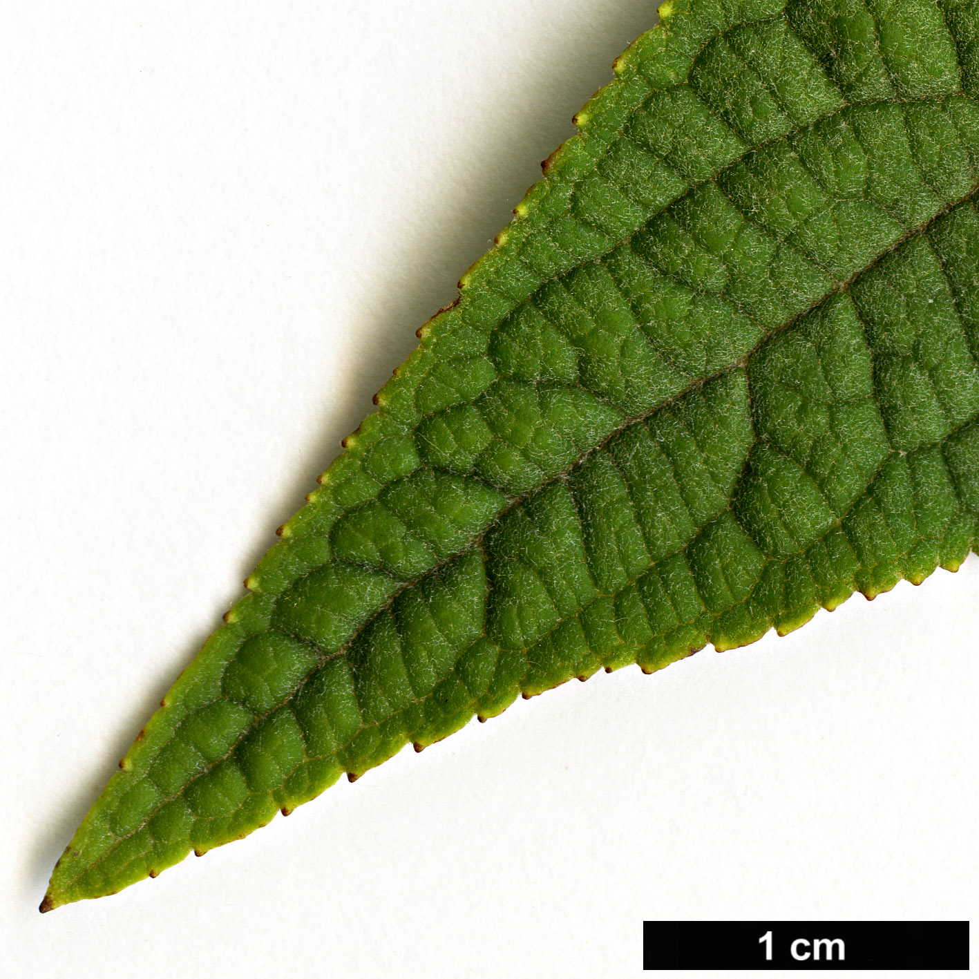 High resolution image: Family: Scrophulariaceae - Genus: Buddleja - Taxon: macrostachya