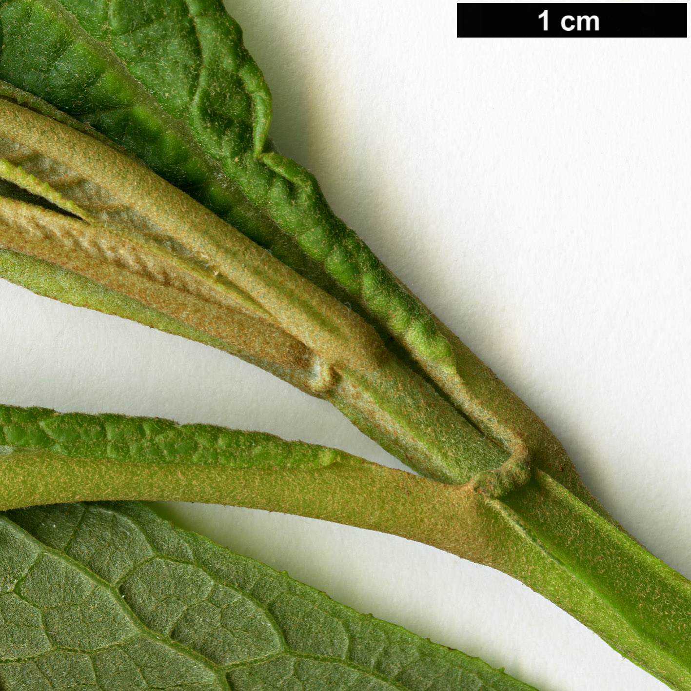 High resolution image: Family: Scrophulariaceae - Genus: Buddleja - Taxon: macrostachya