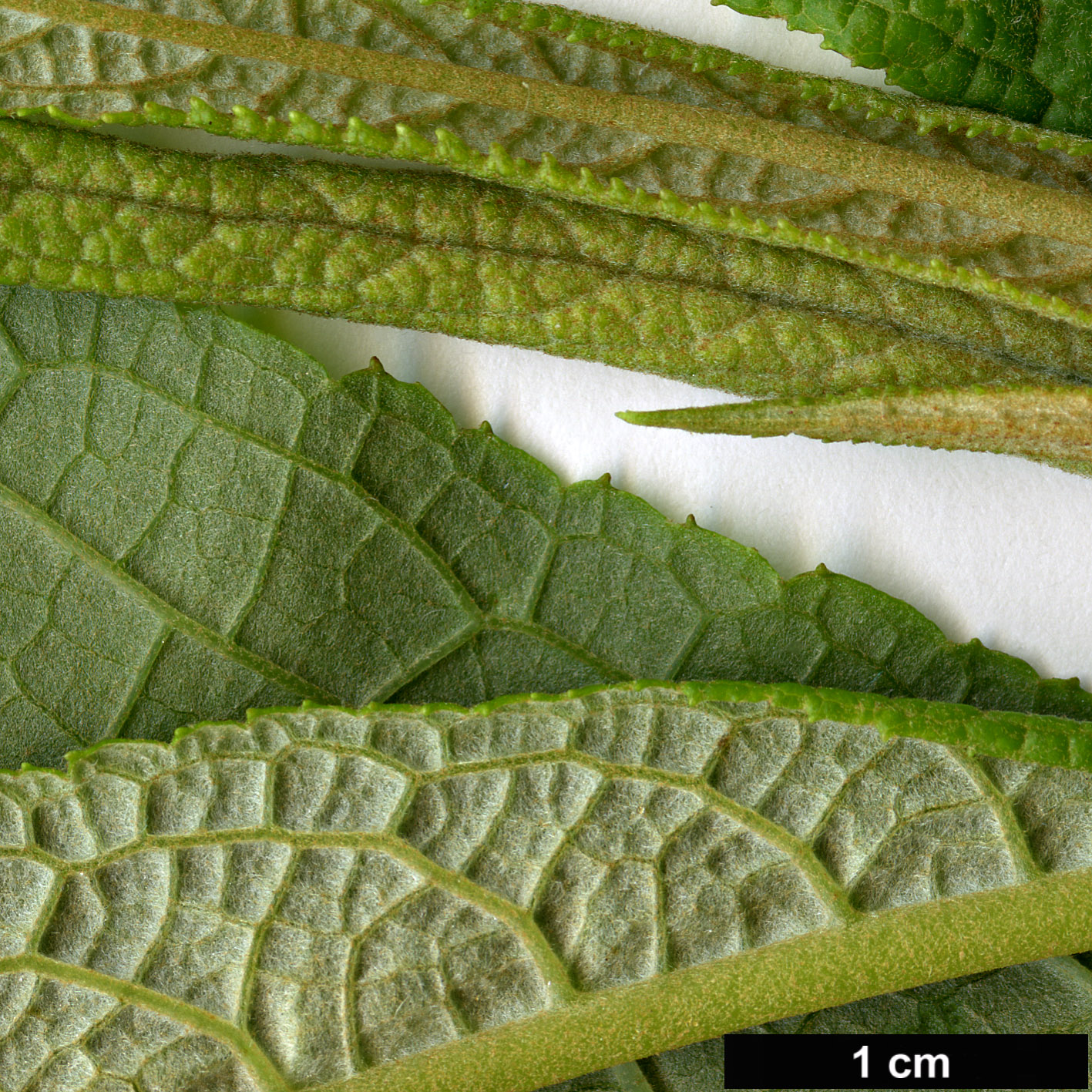 High resolution image: Family: Scrophulariaceae - Genus: Buddleja - Taxon: macrostachya