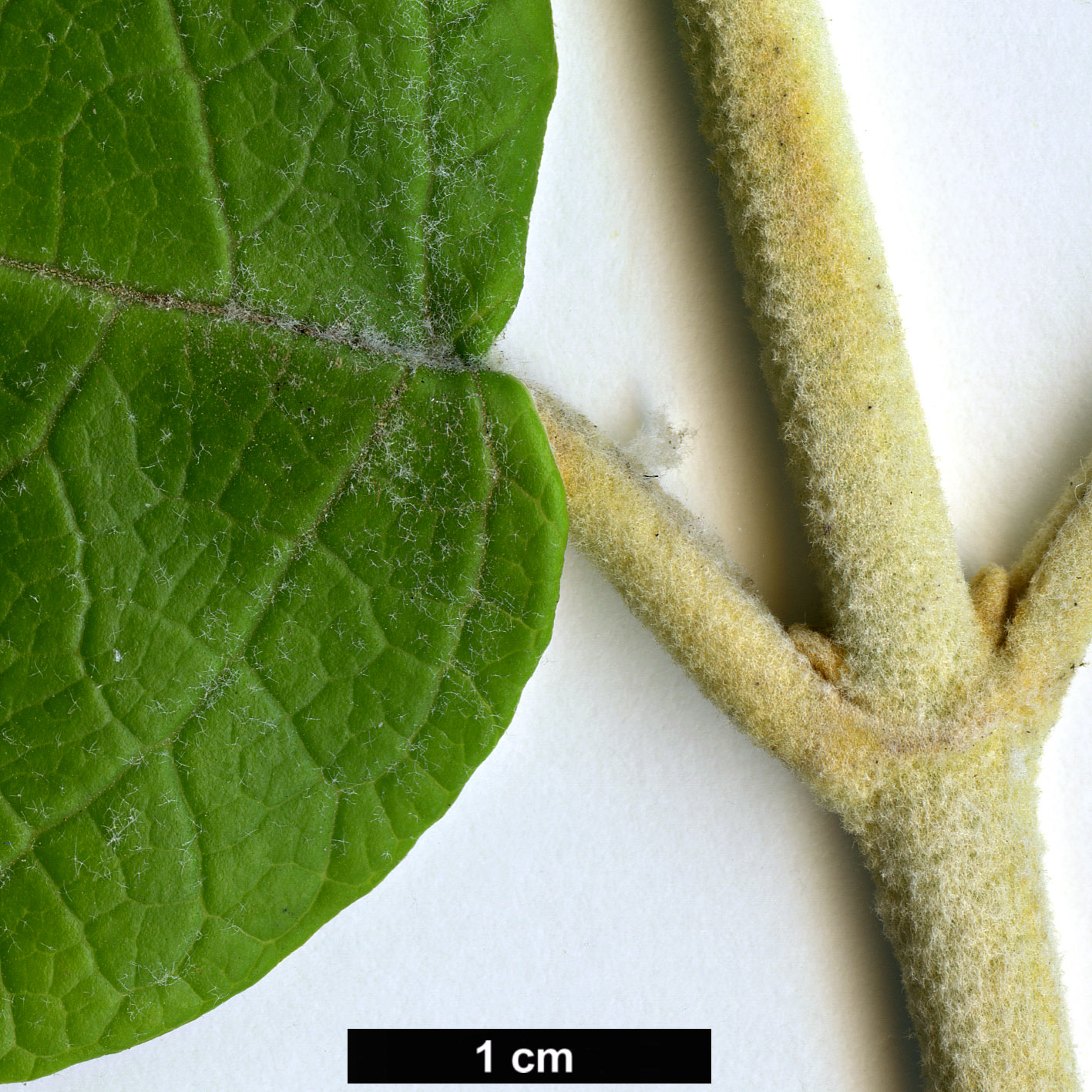 High resolution image: Family: Scrophulariaceae - Genus: Buddleja - Taxon: madagascariensis