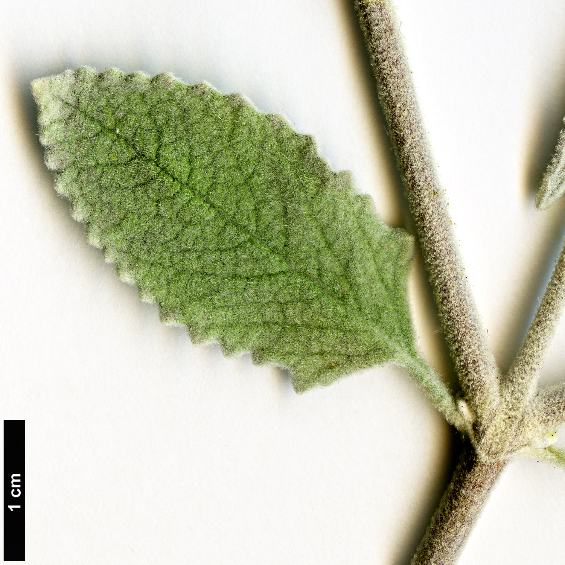 High resolution image: Family: Scrophulariaceae - Genus: Buddleja - Taxon: marrubiifolia