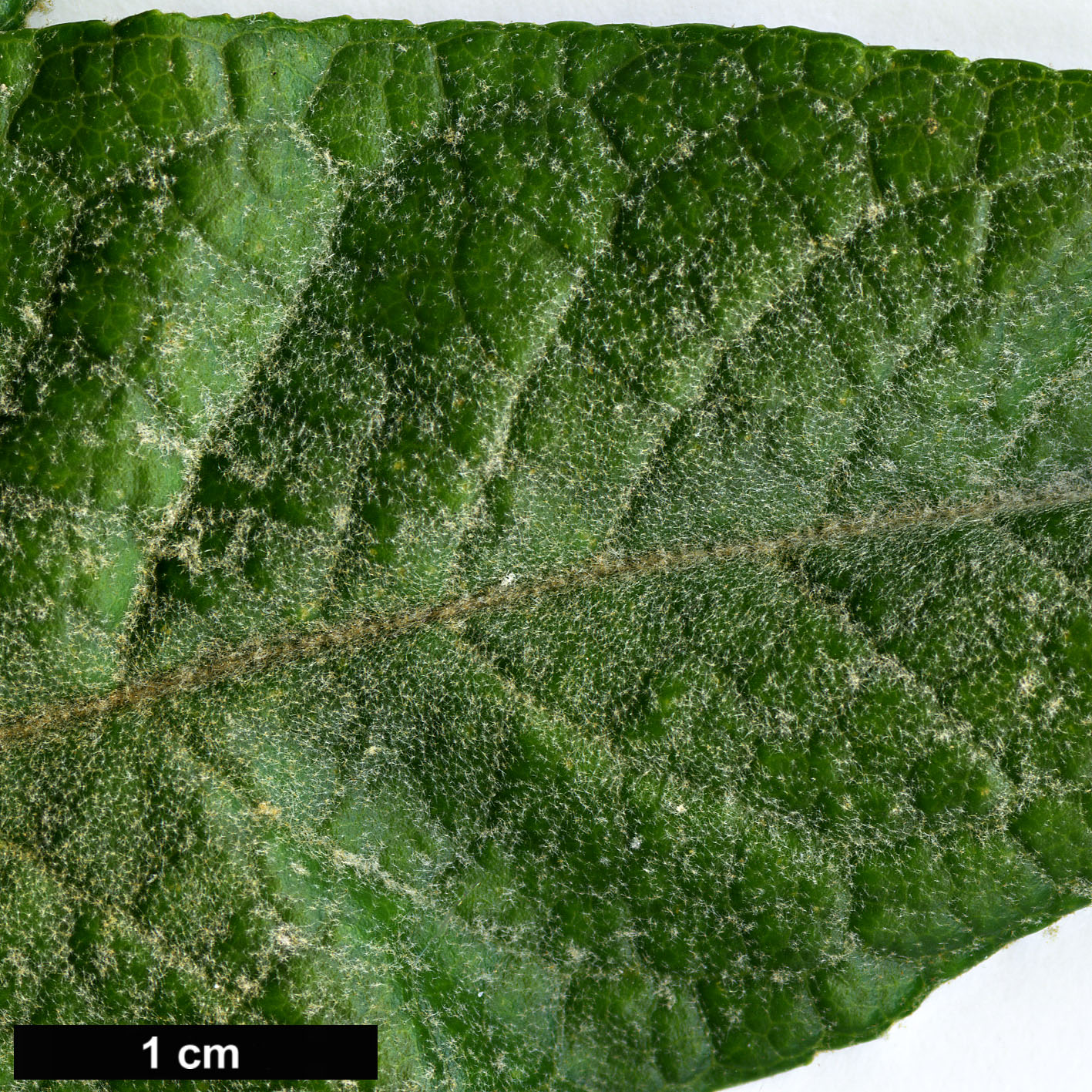 High resolution image: Family: Scrophulariaceae - Genus: Buddleja - Taxon: megalocephala