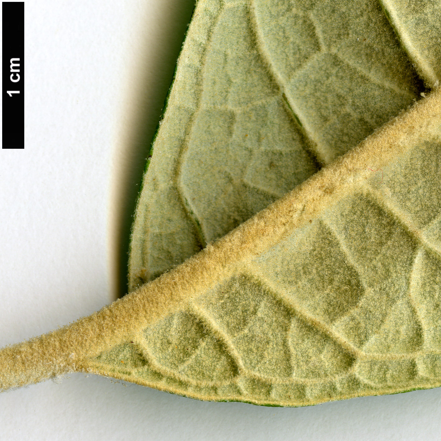 High resolution image: Family: Scrophulariaceae - Genus: Buddleja - Taxon: megalocephala