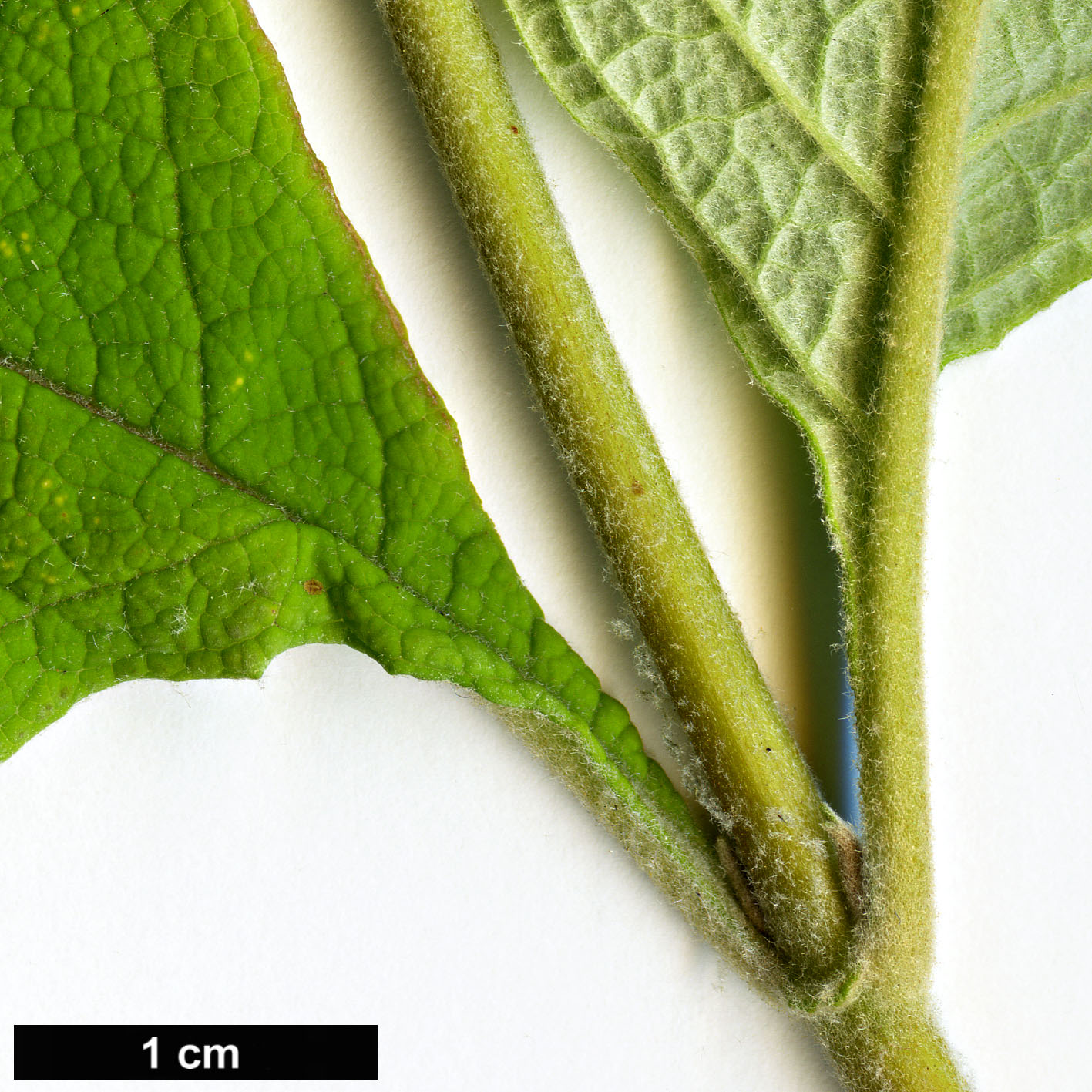 High resolution image: Family: Scrophulariaceae - Genus: Buddleja - Taxon: officinalis