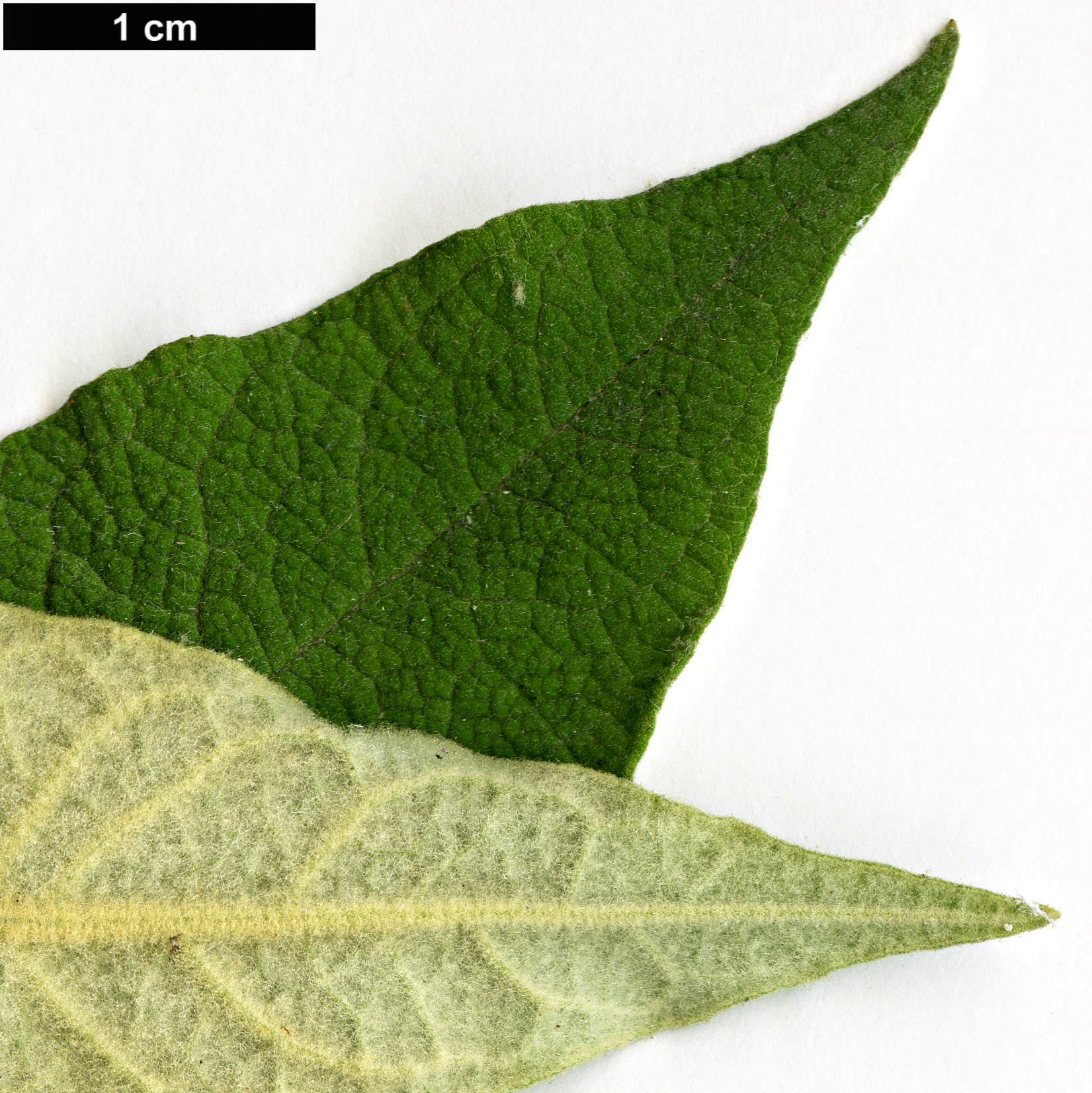 High resolution image: Family: Scrophulariaceae - Genus: Buddleja - Taxon: paniculata