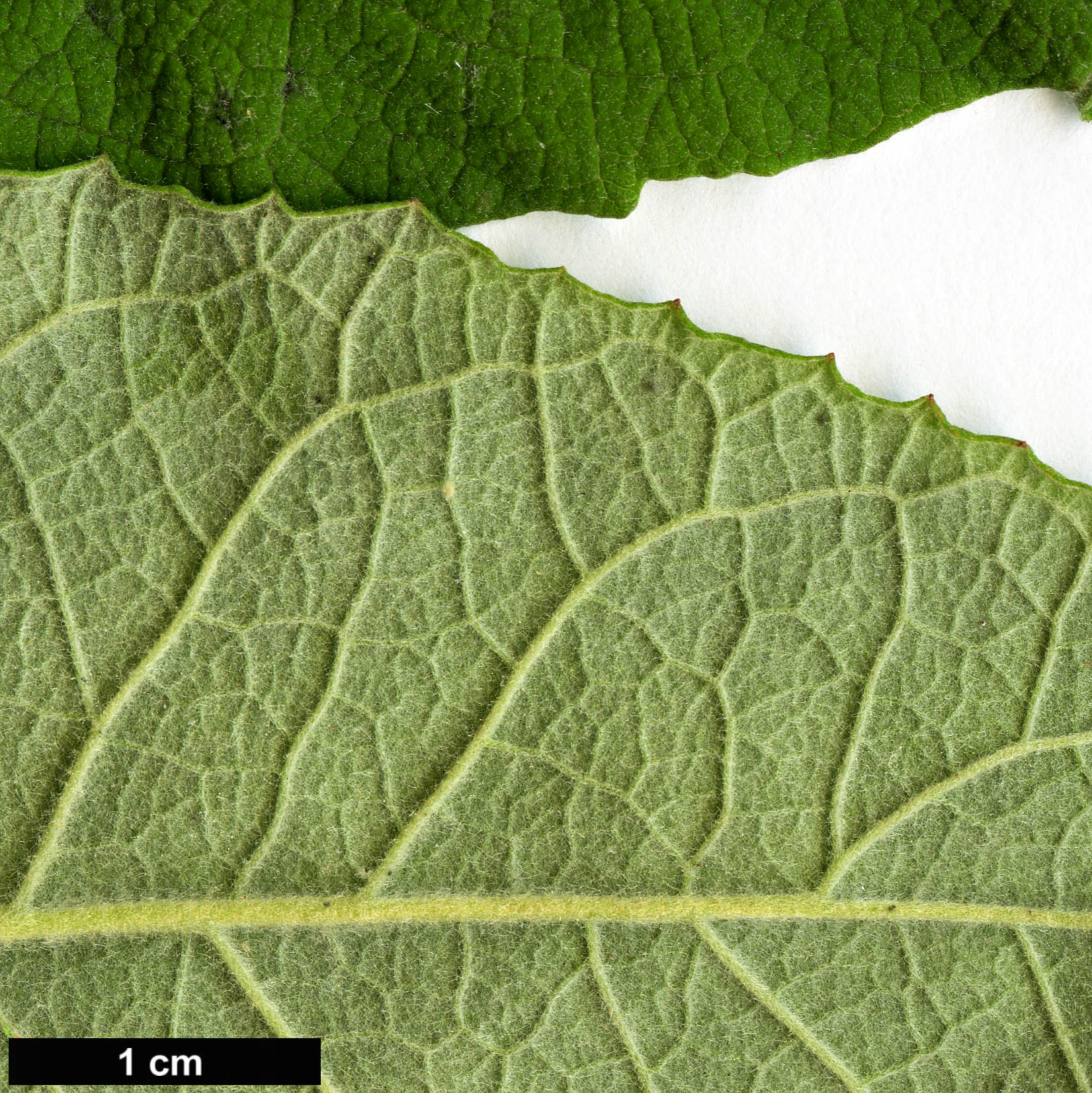 High resolution image: Family: Scrophulariaceae - Genus: Buddleja - Taxon: paniculata