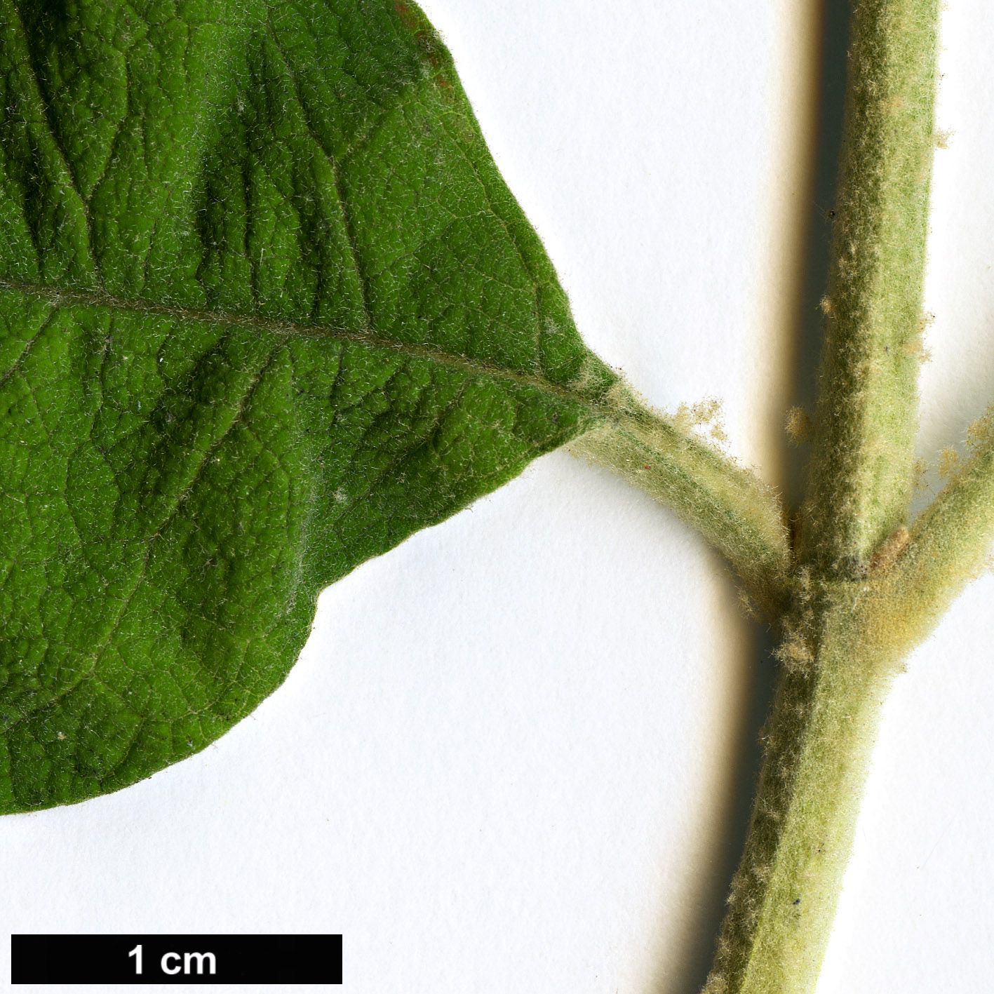 High resolution image: Family: Scrophulariaceae - Genus: Buddleja - Taxon: paniculata