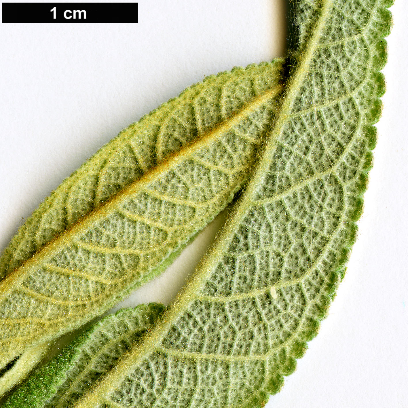 High resolution image: Family: Scrophulariaceae - Genus: Buddleja - Taxon: salviifolia