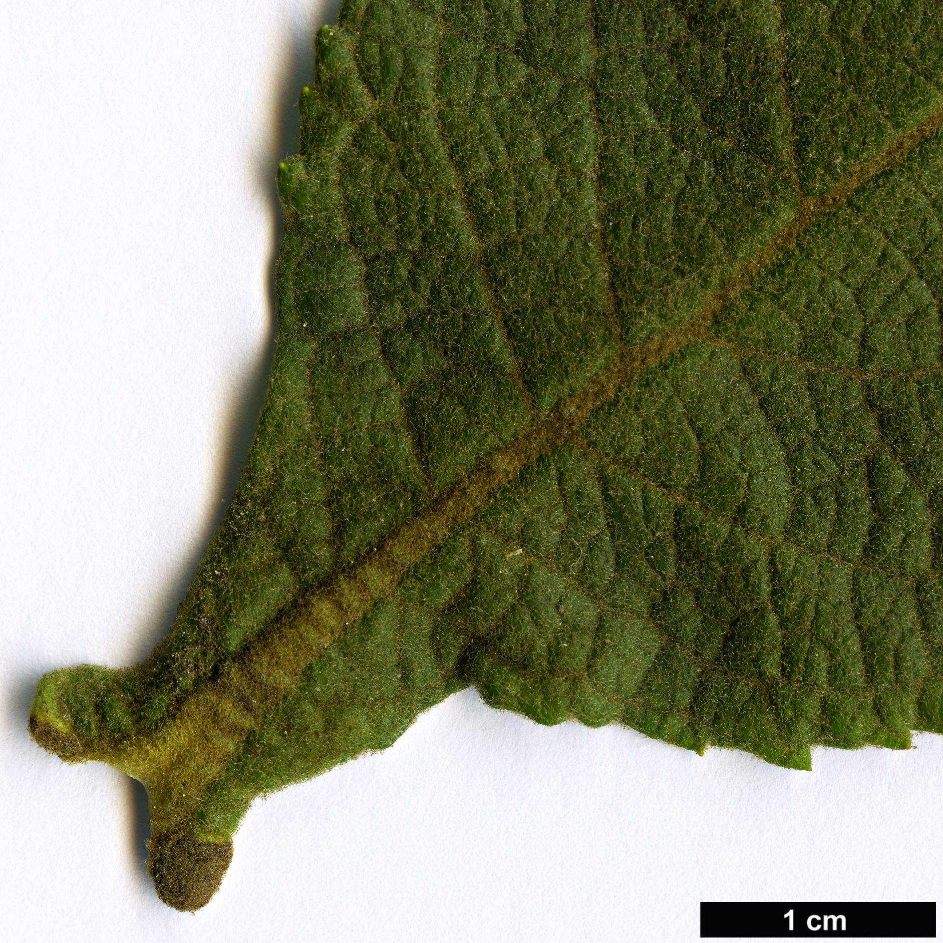 High resolution image: Family: Scrophulariaceae - Genus: Buddleja - Taxon: sessiliflora