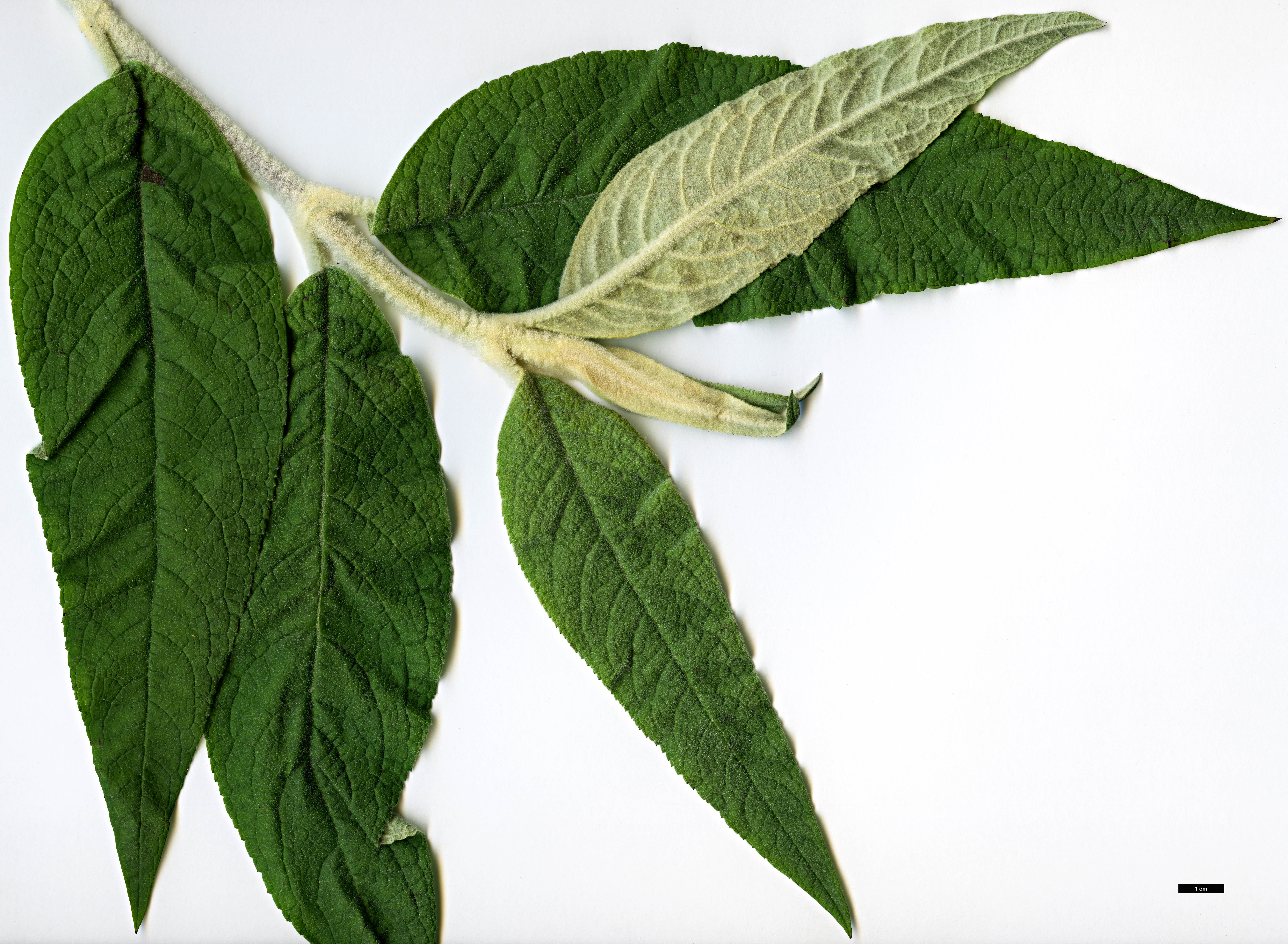 High resolution image: Family: Scrophulariaceae - Genus: Buddleja - Taxon: stenostachya