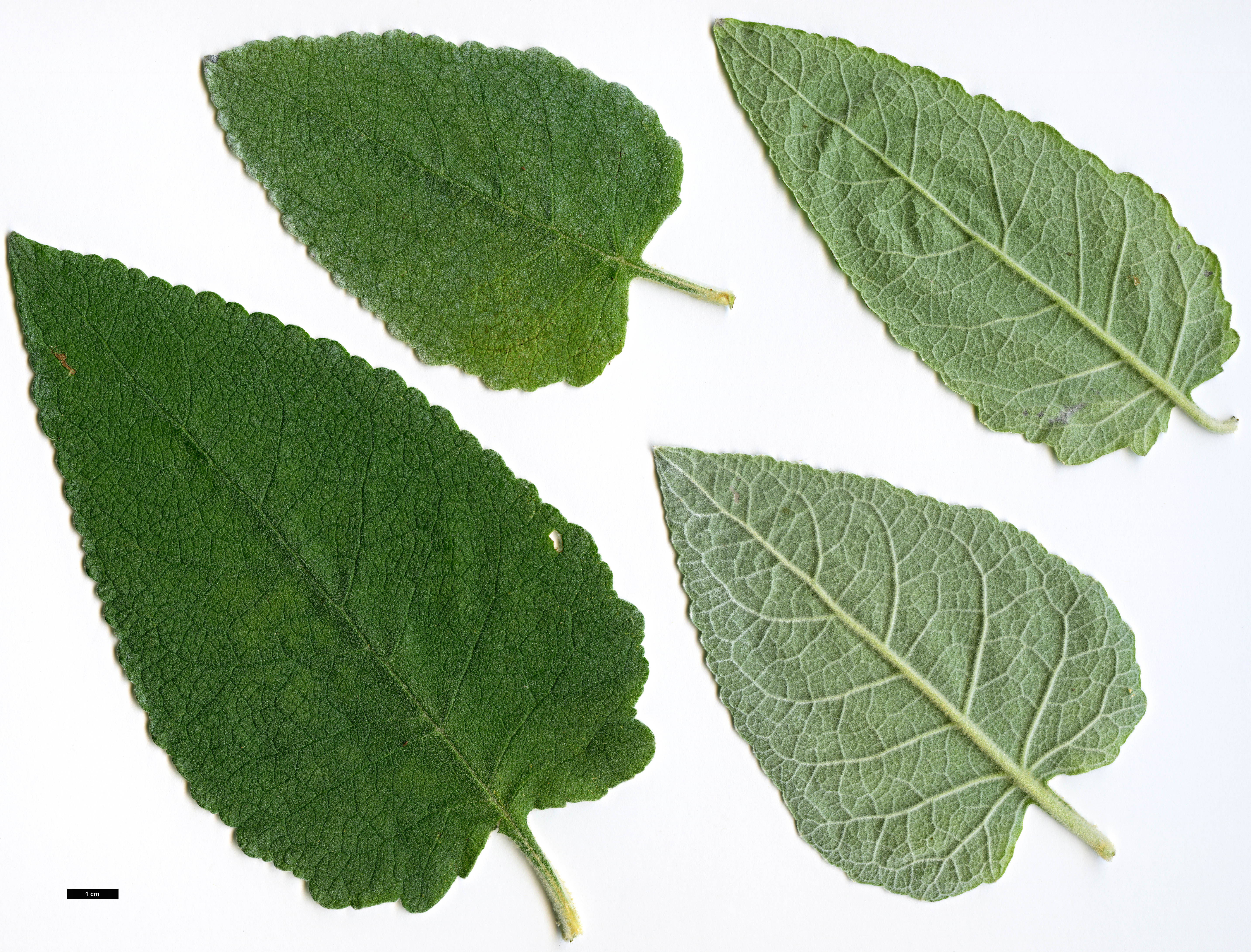 High resolution image: Family: Scrophulariaceae - Genus: Buddleja - Taxon: tibetica