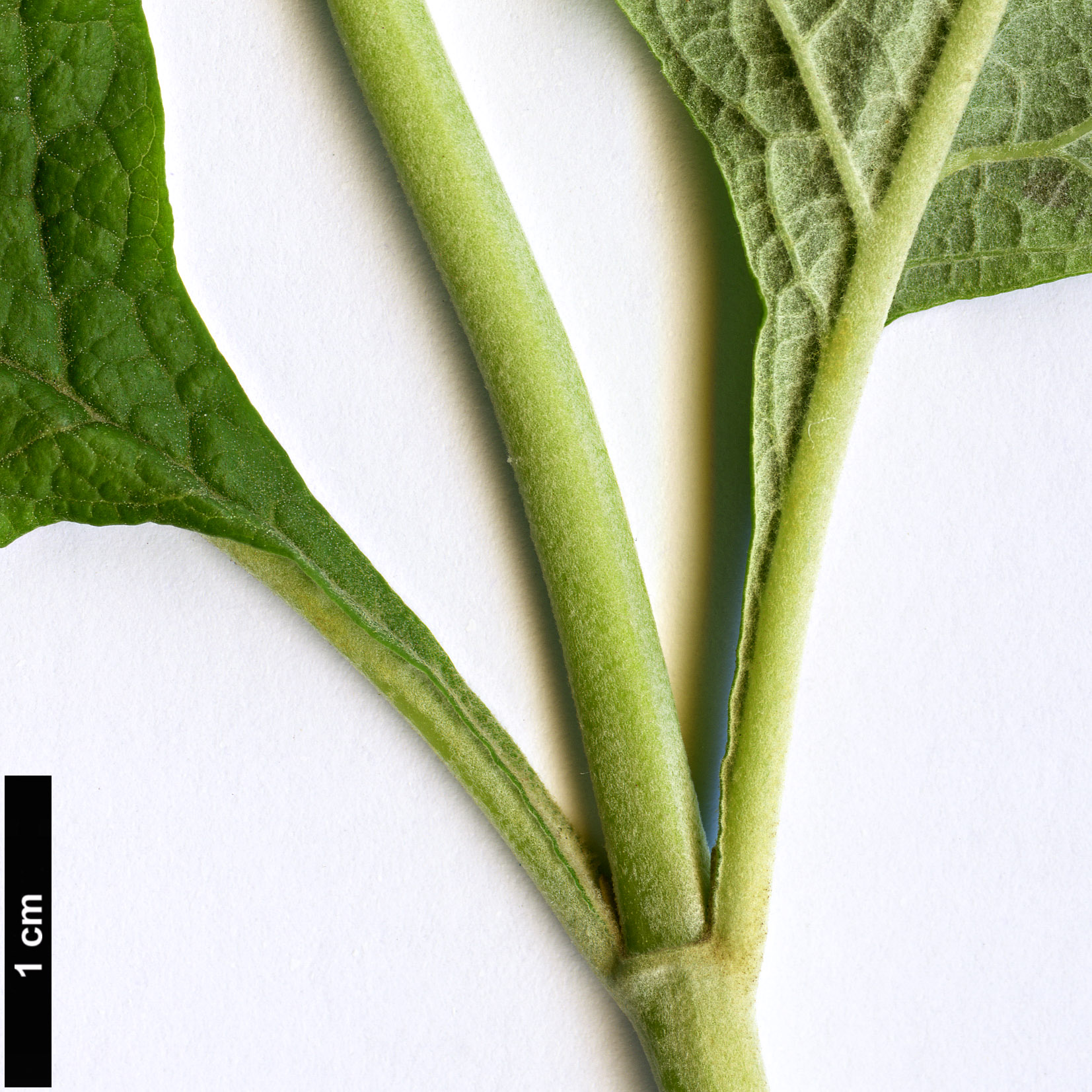 High resolution image: Family: Scrophulariaceae - Genus: Buddleja - Taxon: tucumanensis