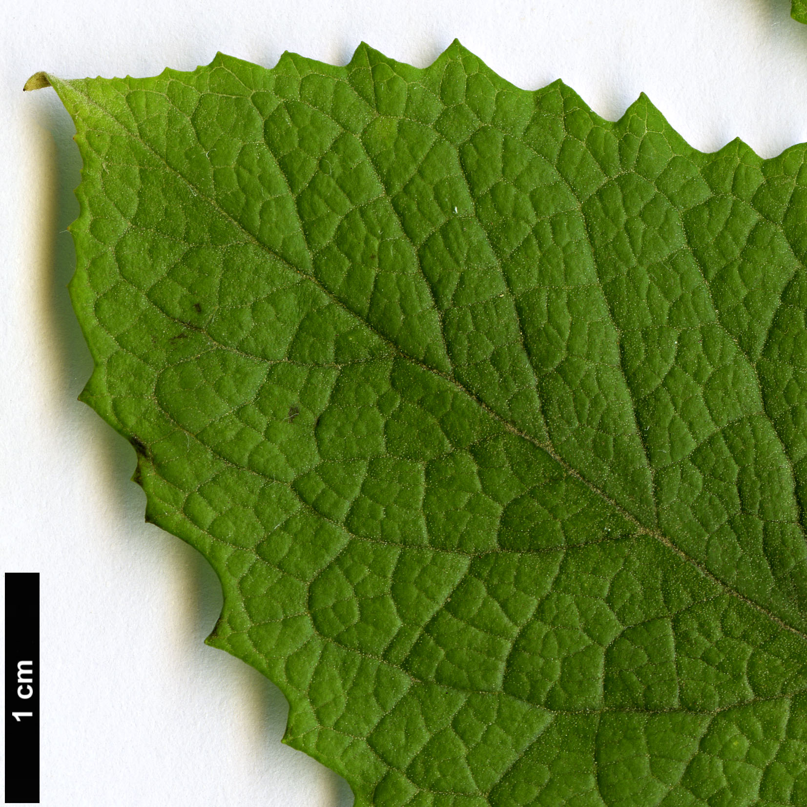 High resolution image: Family: Scrophulariaceae - Genus: Buddleja - Taxon: tucumanensis