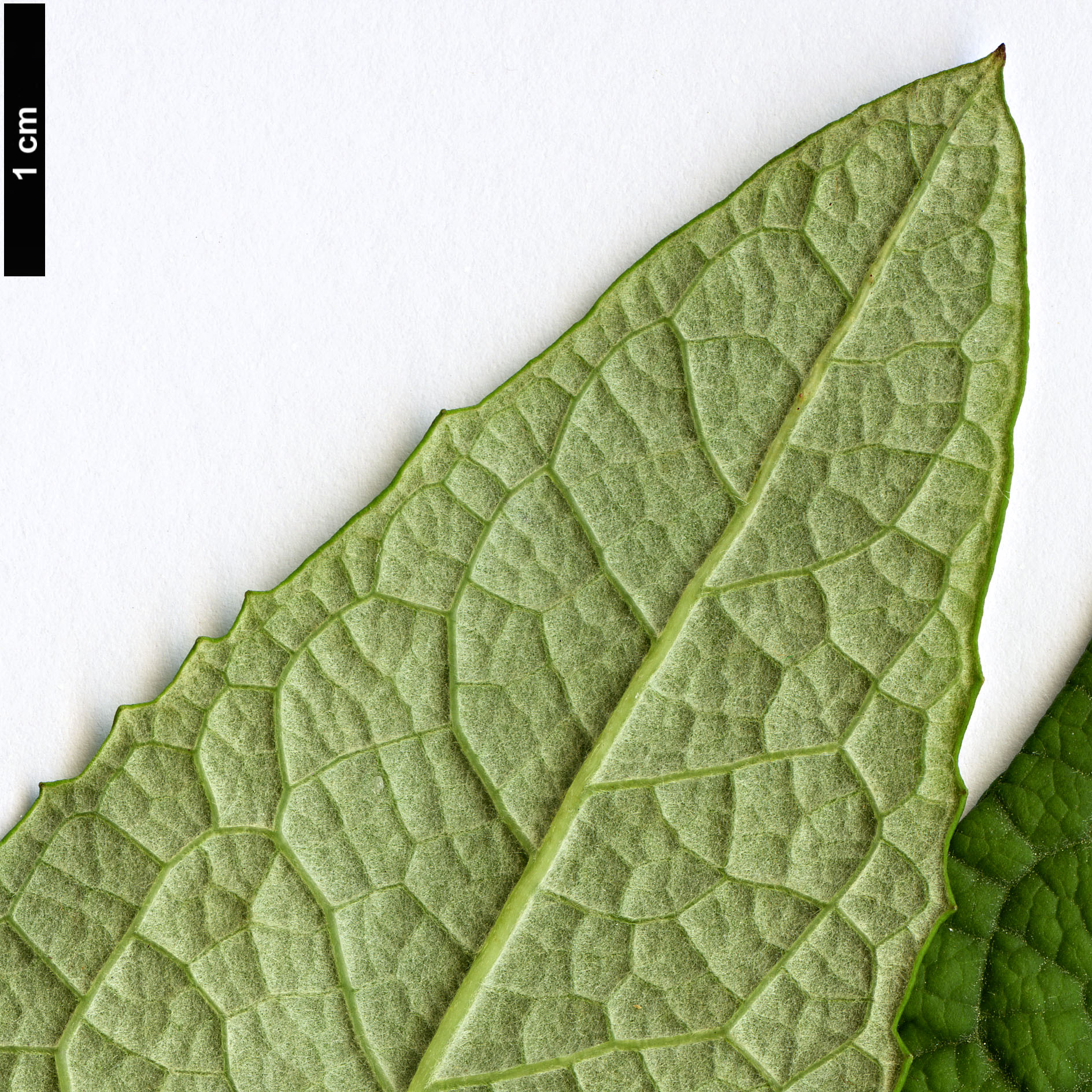 High resolution image: Family: Scrophulariaceae - Genus: Buddleja - Taxon: tucumanensis