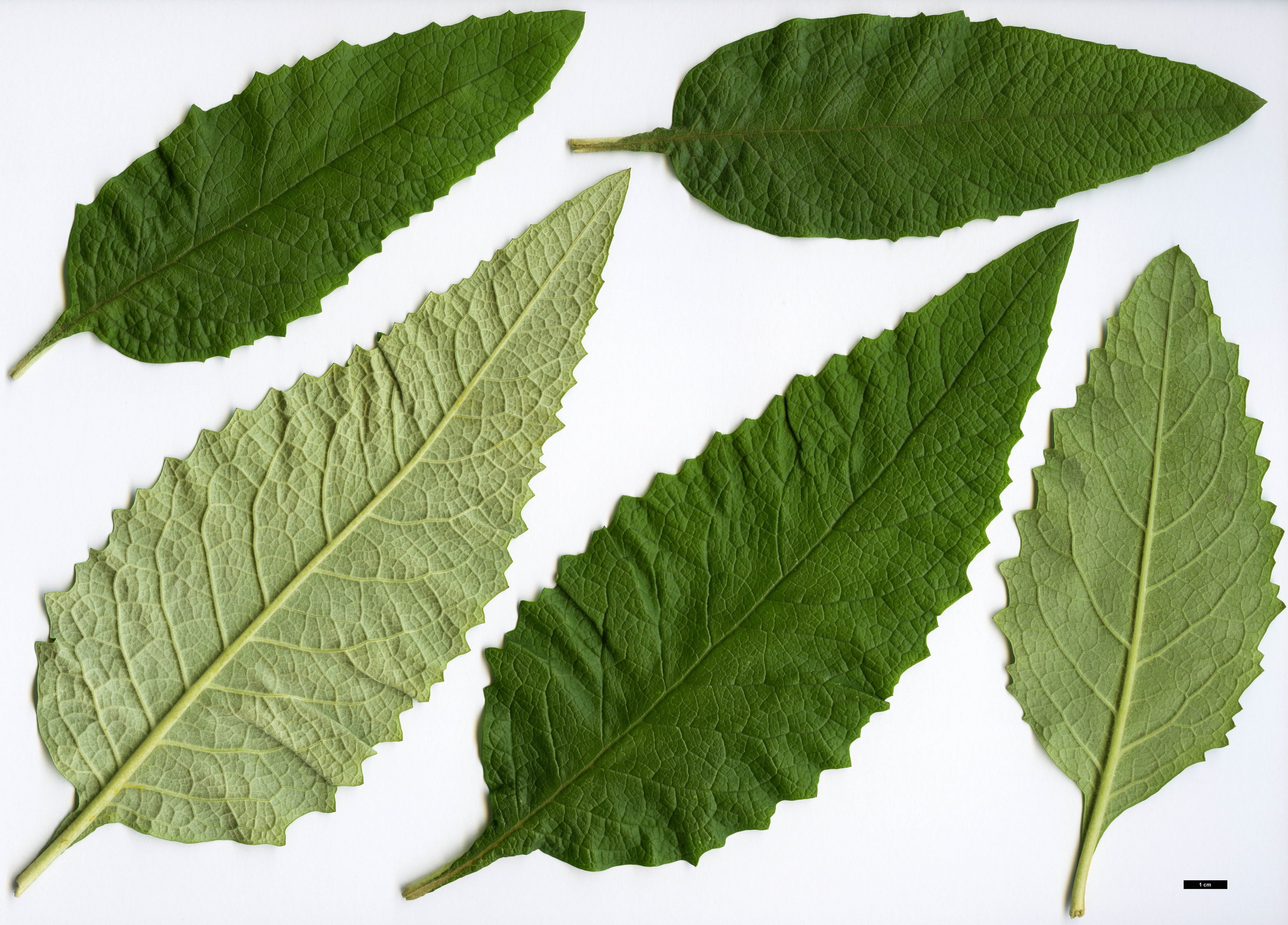 High resolution image: Family: Scrophulariaceae - Genus: Buddleja - Taxon: tucumanensis