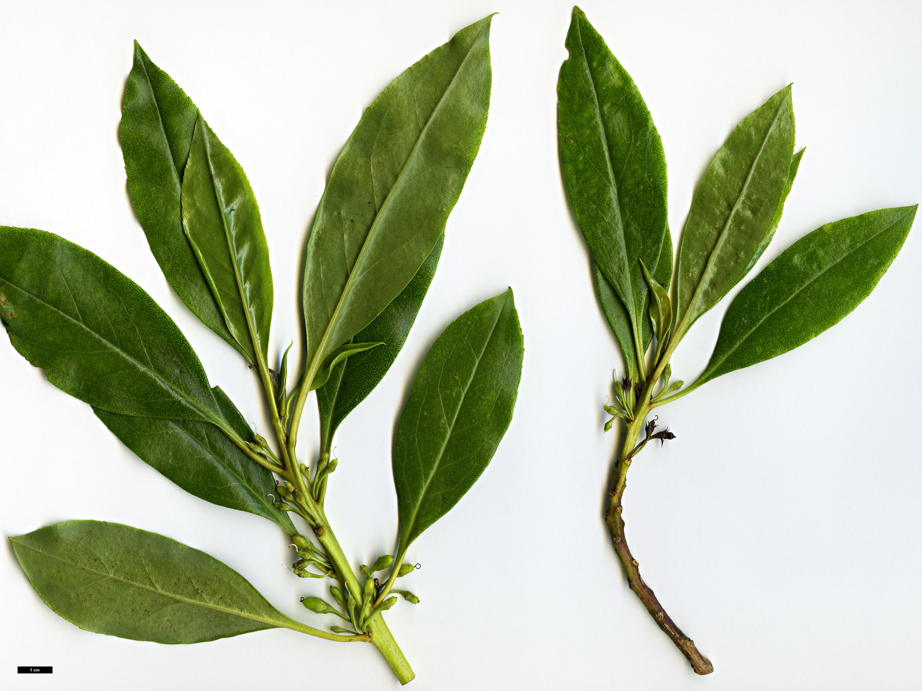 High resolution image: Family: Scrophulariaceae - Genus: Myoporum - Taxon: laetum