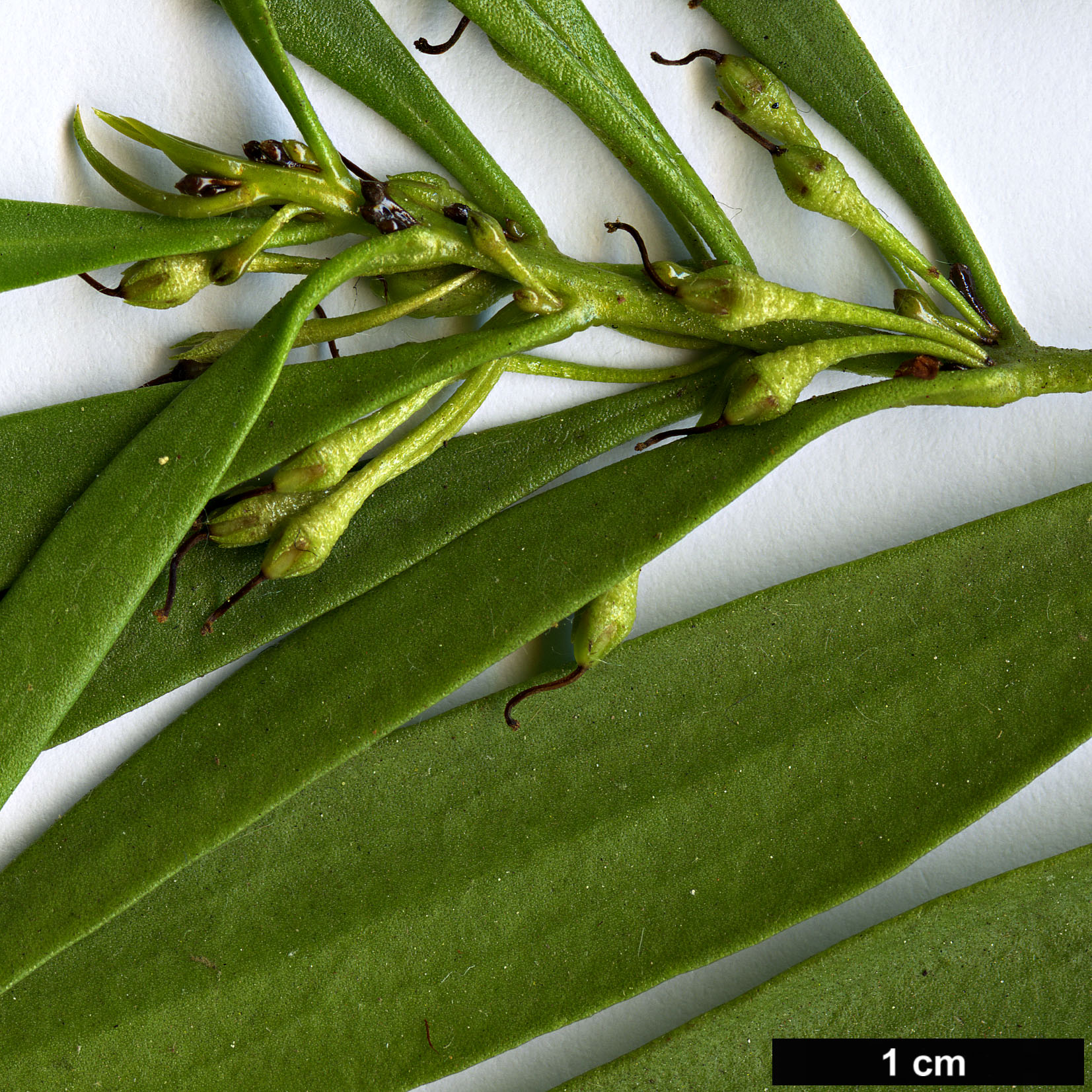 High resolution image: Family: Scrophulariaceae - Genus: Myoporum - Taxon: montanum