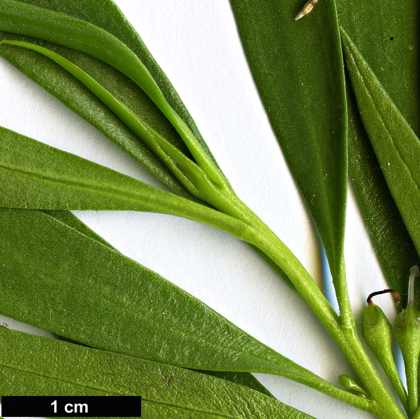 High resolution image: Family: Scrophulariaceae - Genus: Myoporum - Taxon: montanum