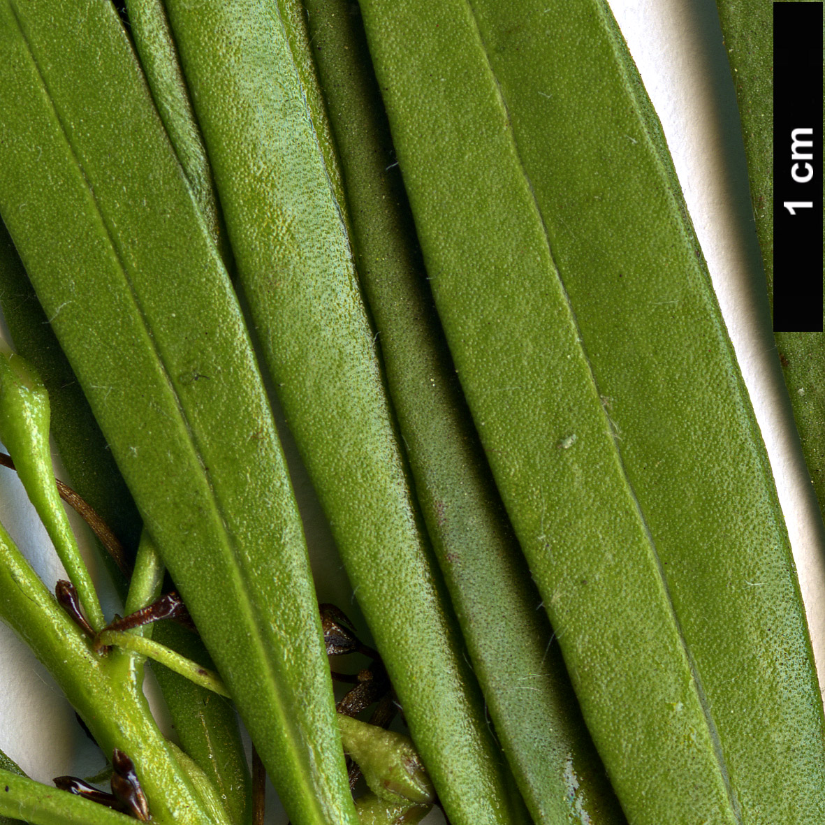 High resolution image: Family: Scrophulariaceae - Genus: Myoporum - Taxon: montanum