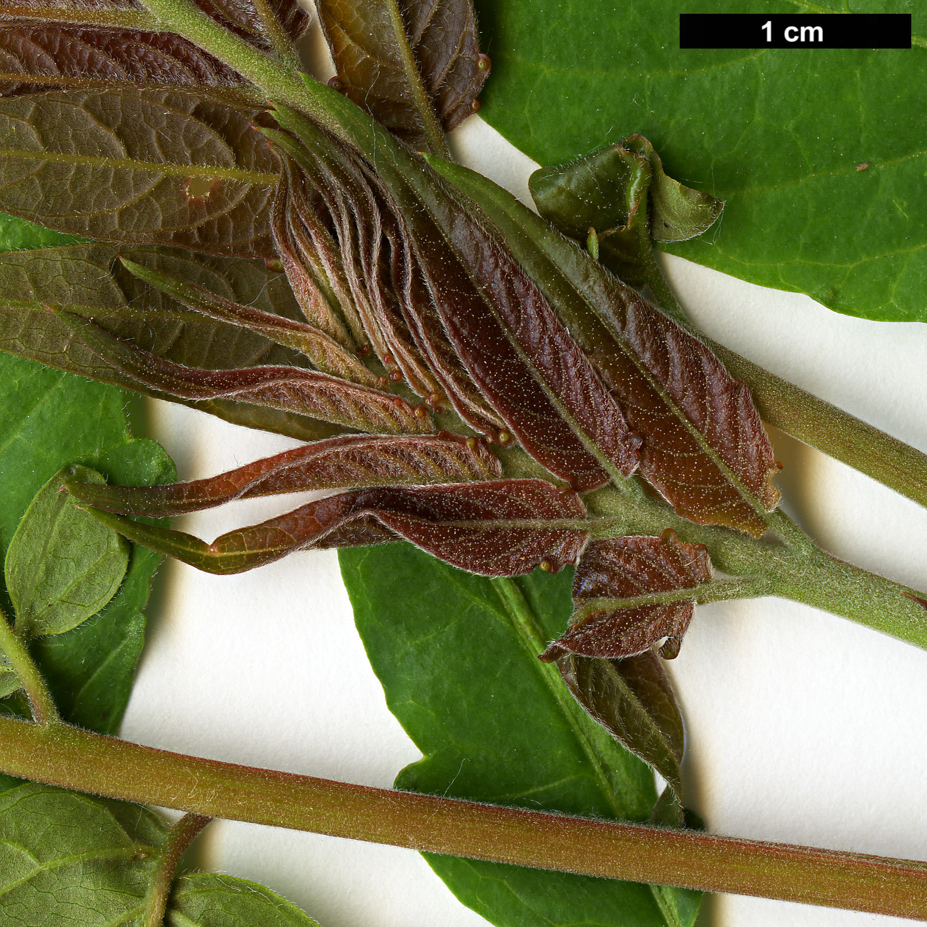 High resolution image: Family: Simaroubaceae - Genus: Ailanthus - Taxon: altissima