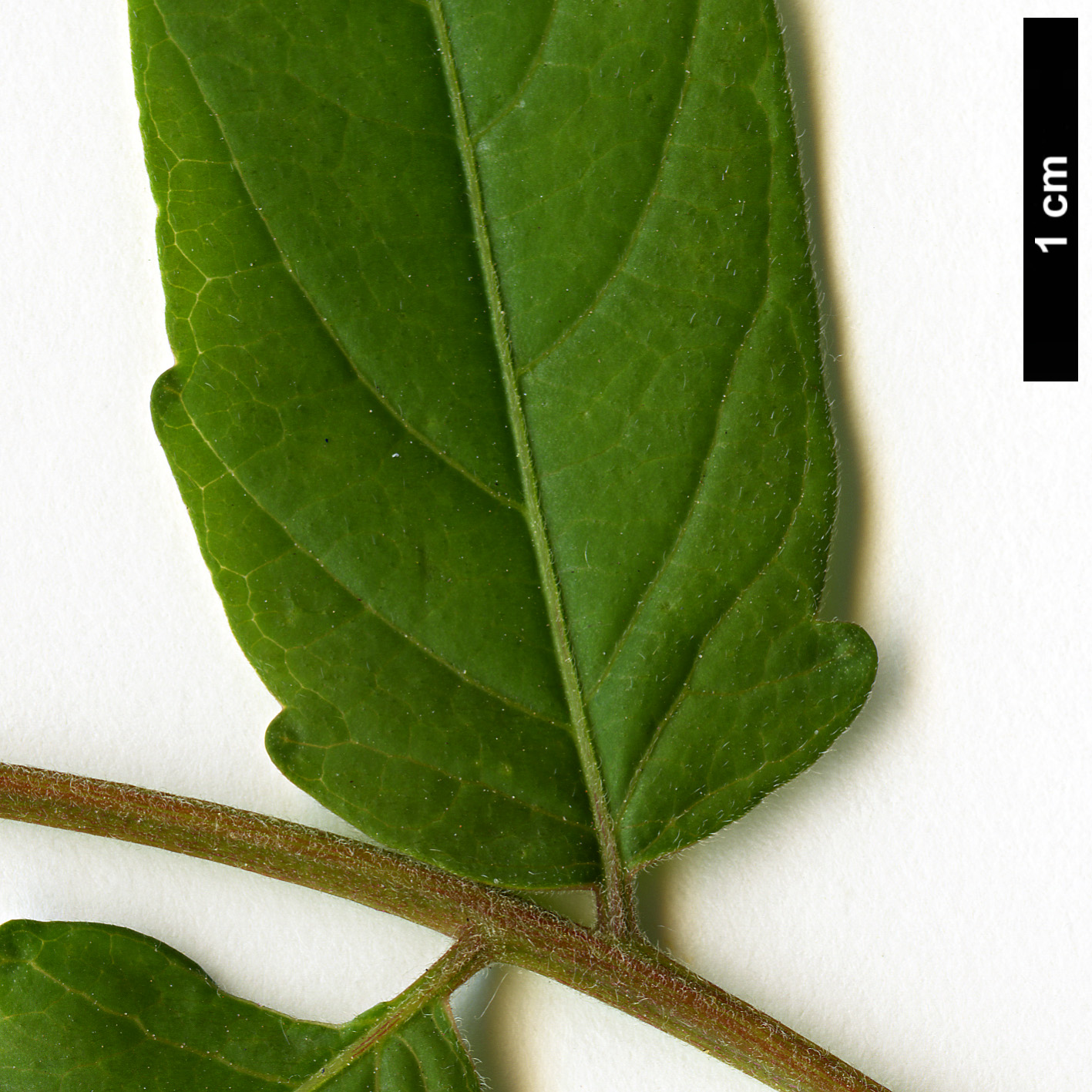 High resolution image: Family: Simaroubaceae - Genus: Ailanthus - Taxon: altissima