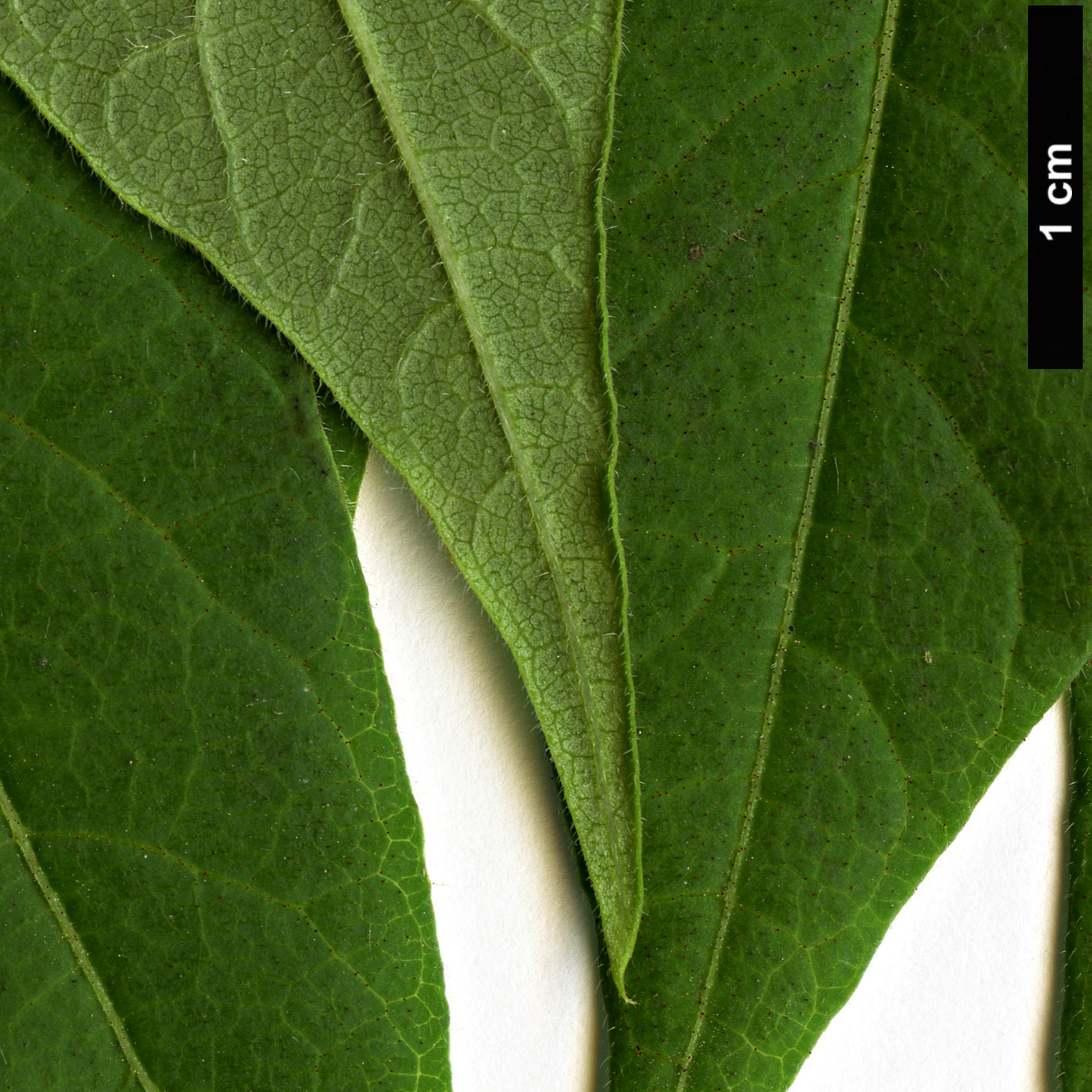 High resolution image: Family: Simaroubaceae - Genus: Ailanthus - Taxon: vilmoriniana