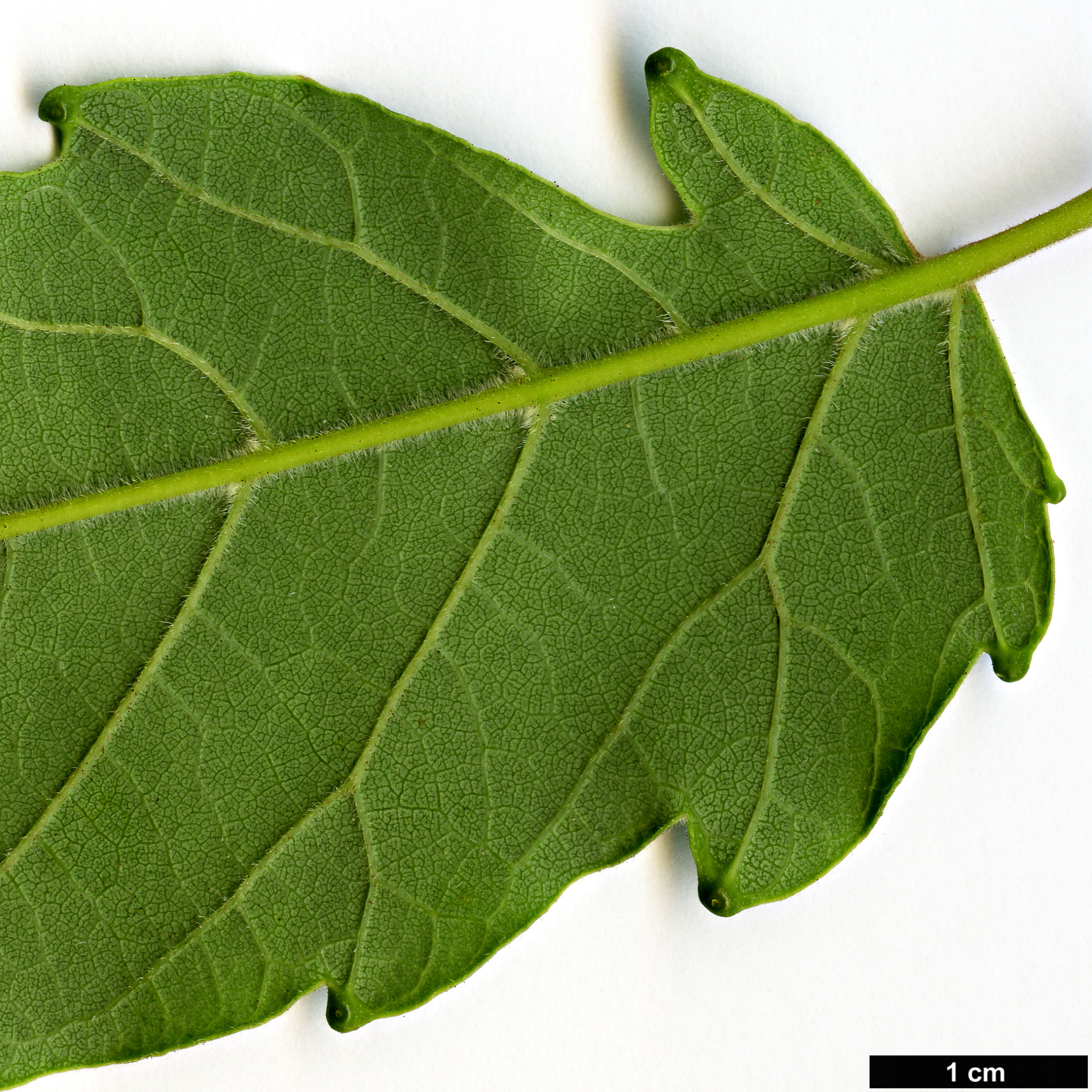 High resolution image: Family: Simaroubaceae - Genus: Ailanthus - Taxon: vilmoriniana