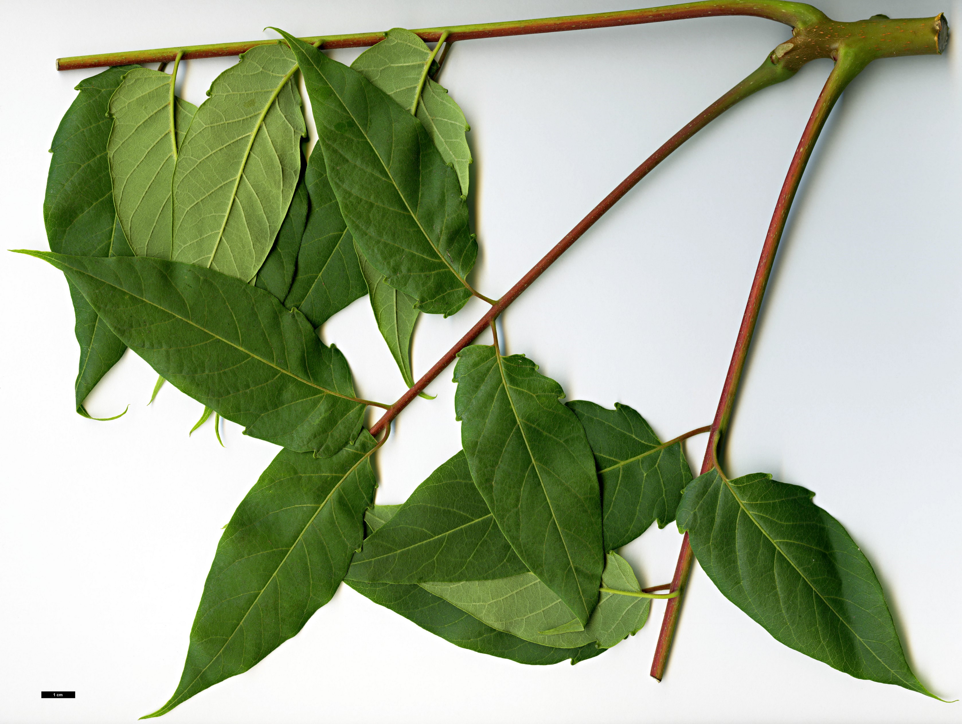 High resolution image: Family: Simaroubaceae - Genus: Ailanthus - Taxon: vilmoriniana