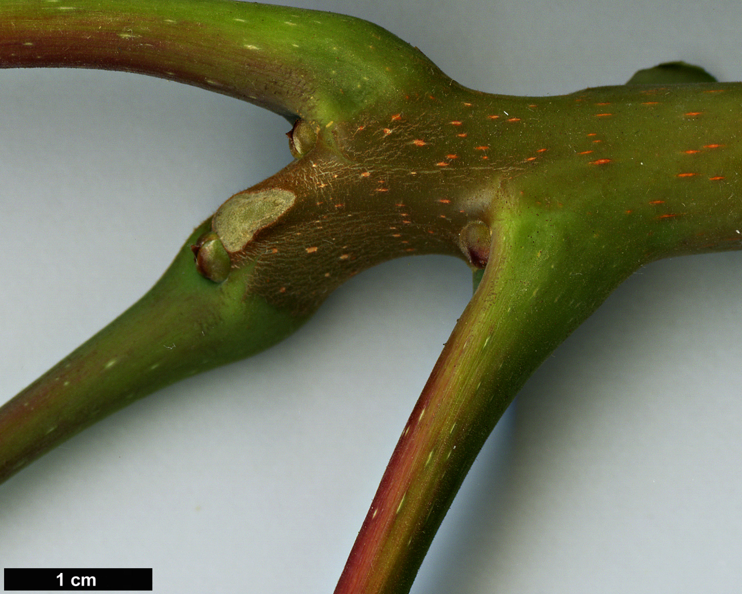 High resolution image: Family: Simaroubaceae - Genus: Ailanthus - Taxon: vilmoriniana