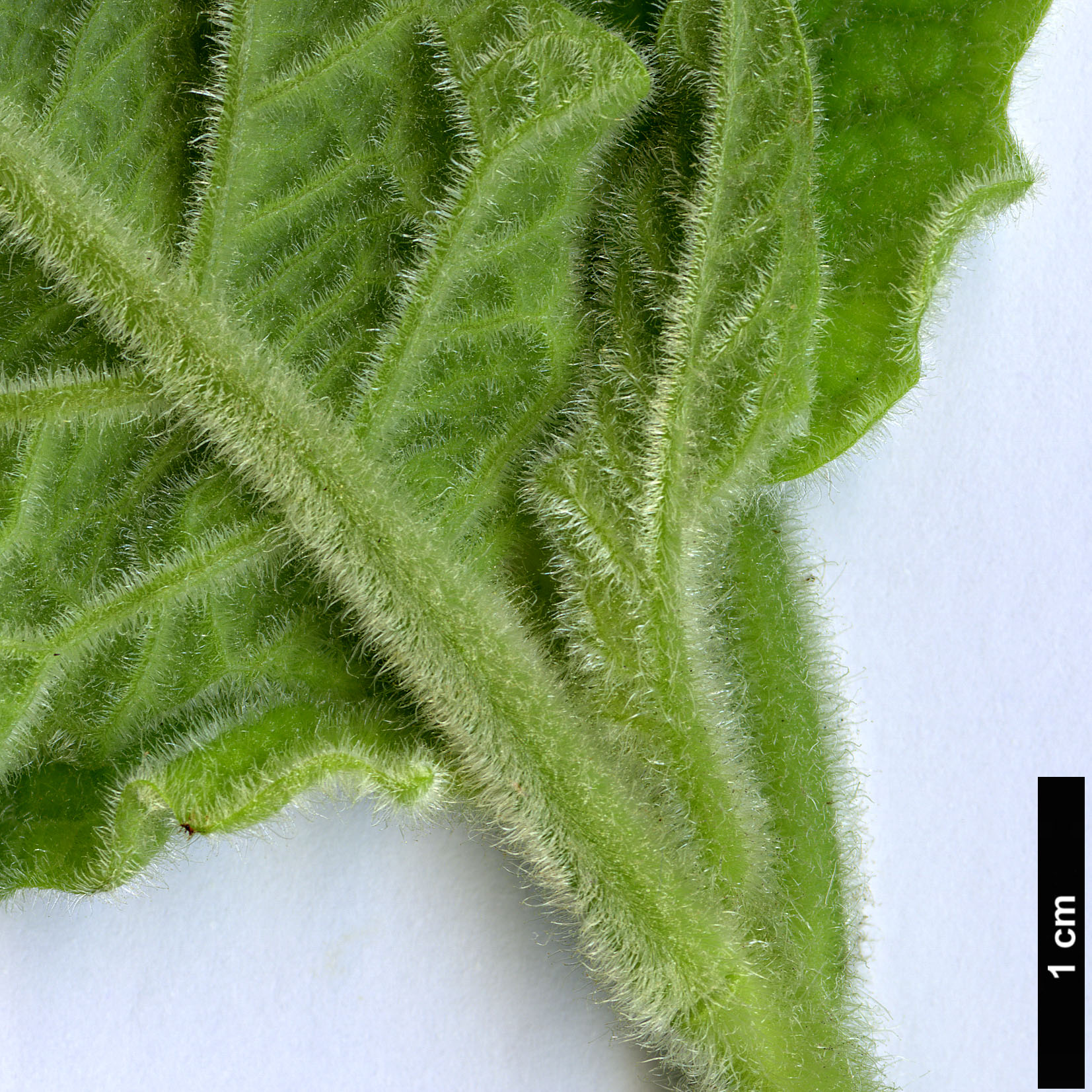 High resolution image: Family: Solanaceae - Genus: Brugmansia - Taxon: sanguinea