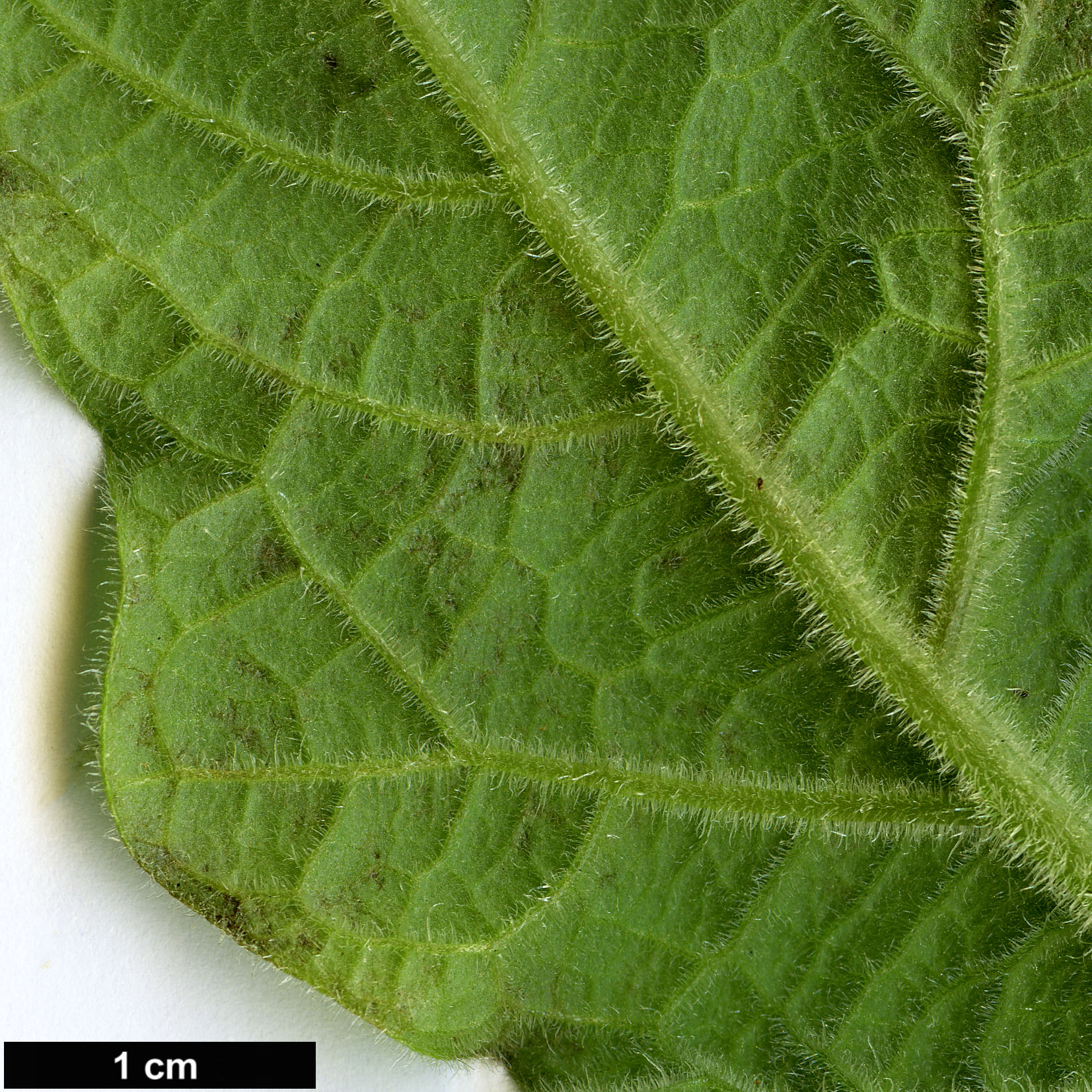 High resolution image: Family: Solanaceae - Genus: Brugmansia - Taxon: sanguinea