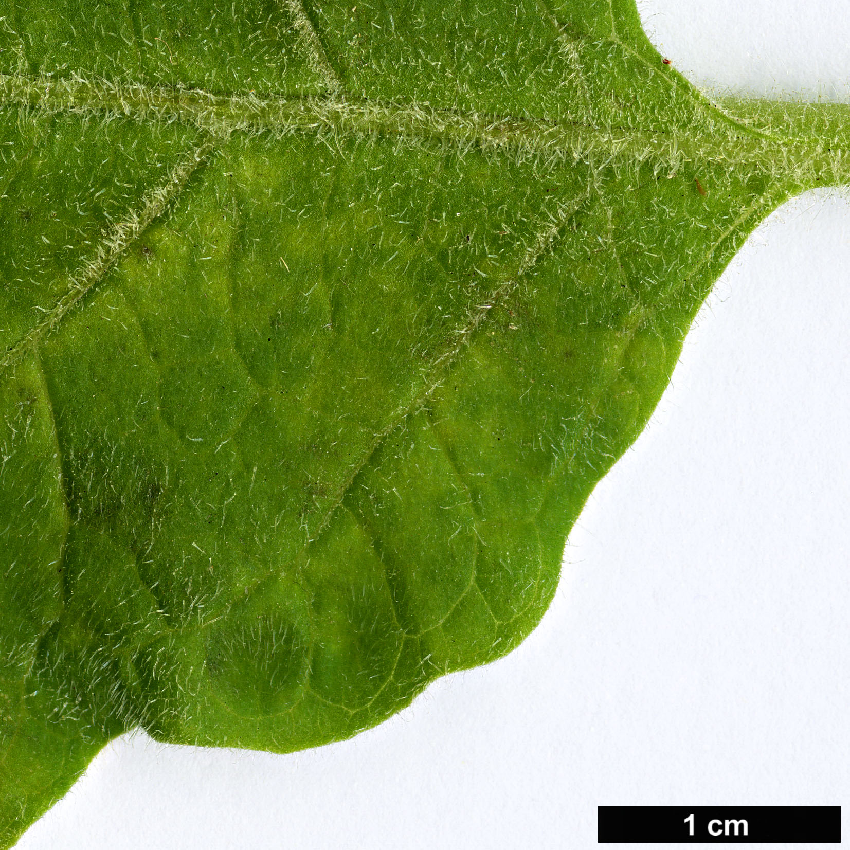 High resolution image: Family: Solanaceae - Genus: Brugmansia - Taxon: sanguinea