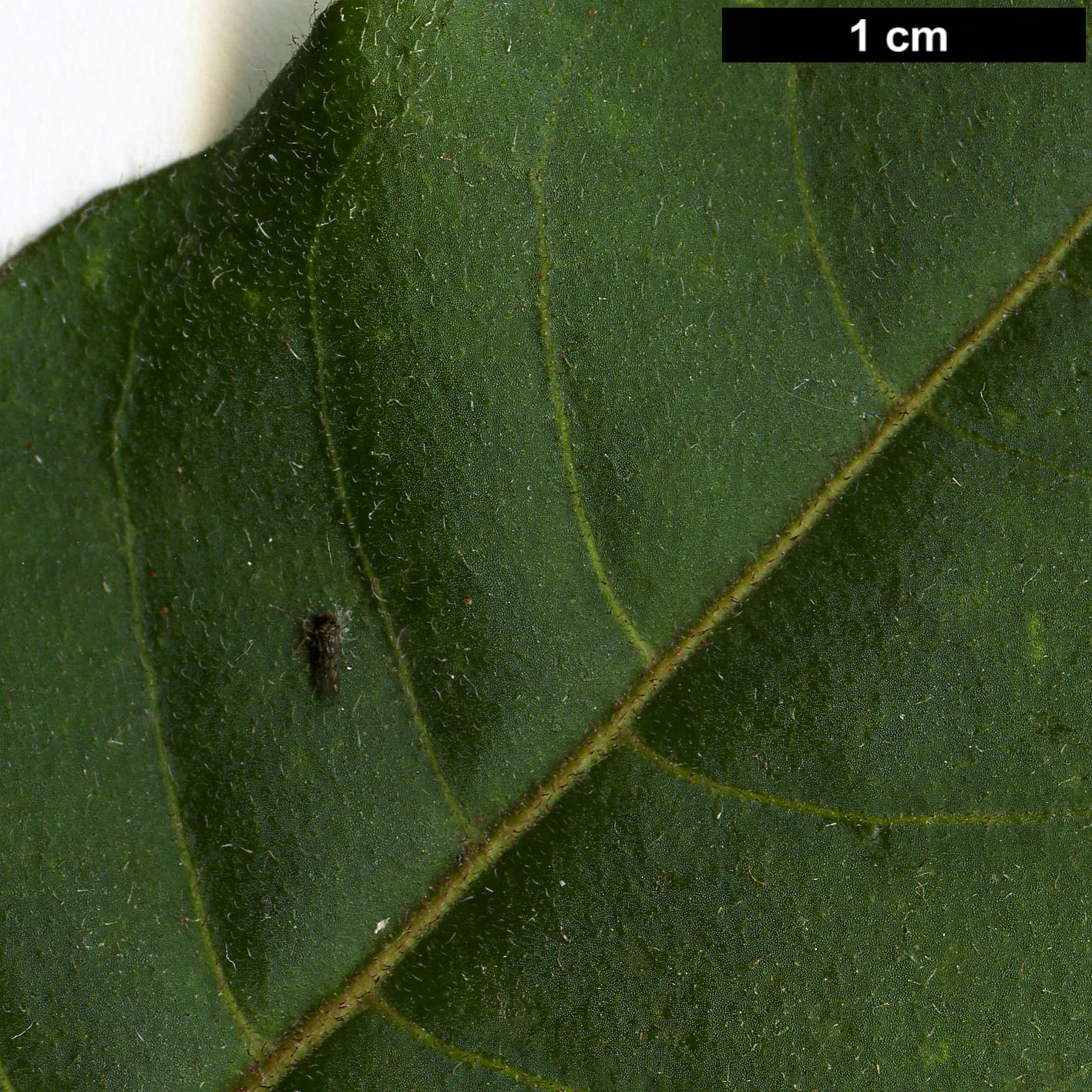 High resolution image: Family: Solanaceae - Genus: Cestrum - Taxon: elegans