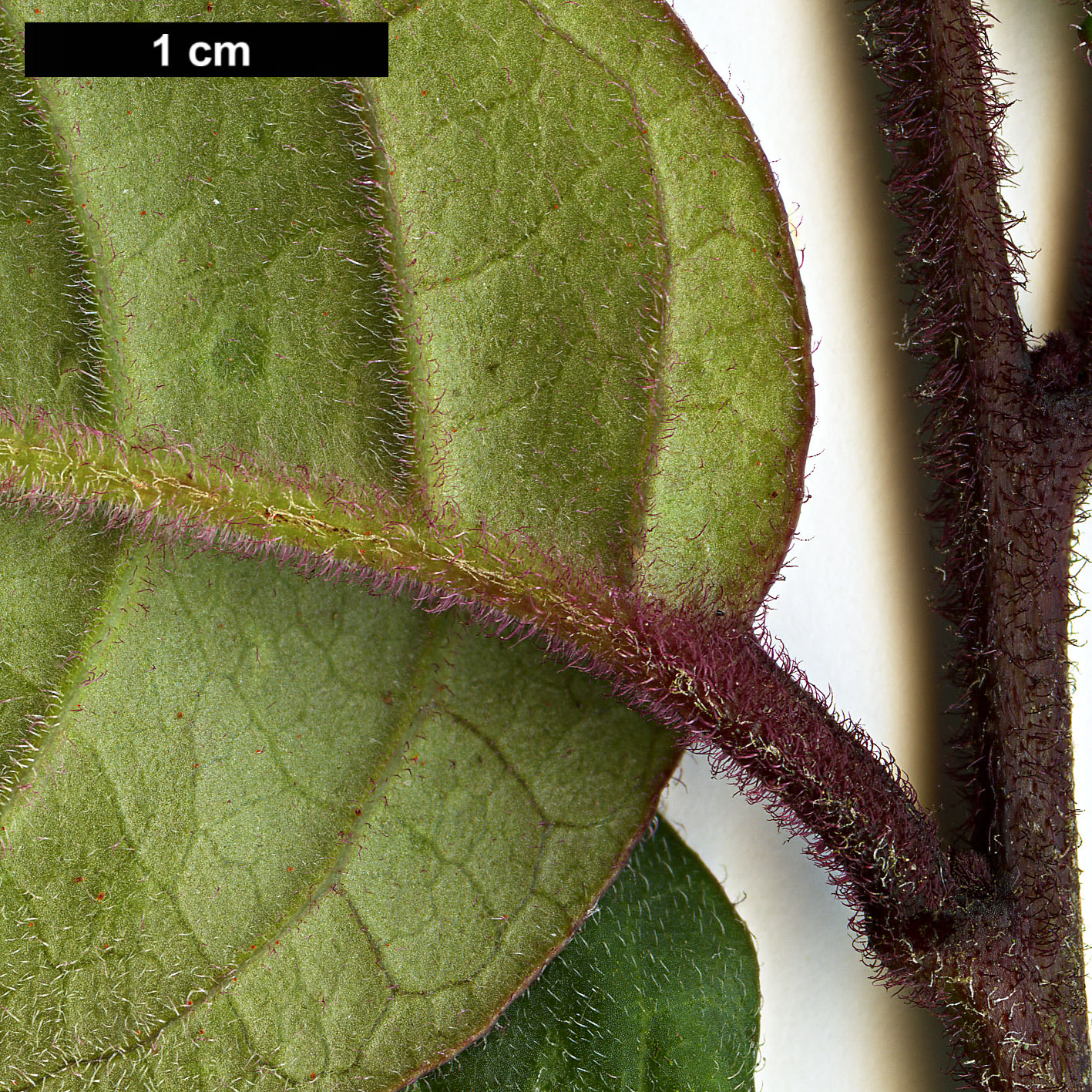 High resolution image: Family: Solanaceae - Genus: Cestrum - Taxon: elegans