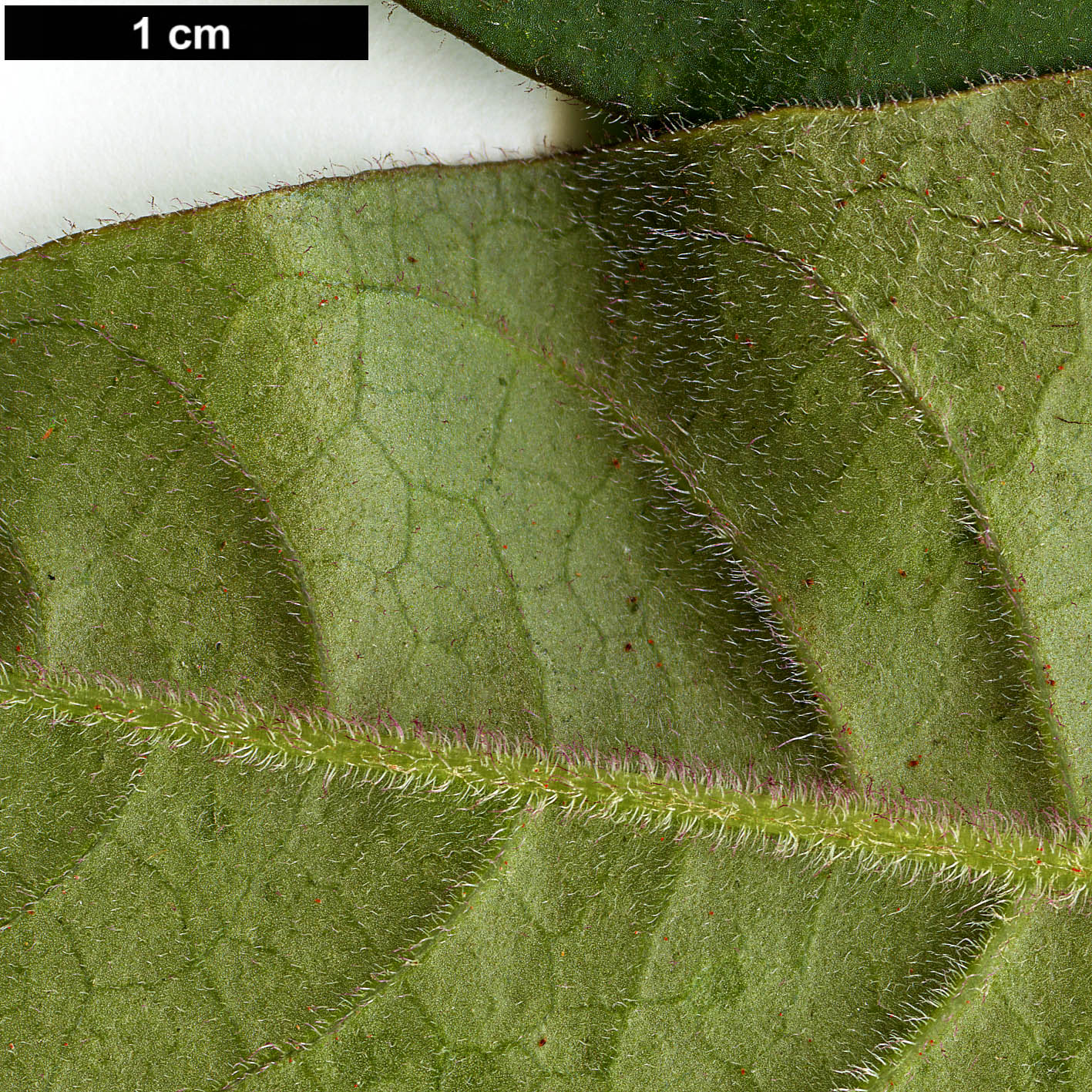 High resolution image: Family: Solanaceae - Genus: Cestrum - Taxon: elegans