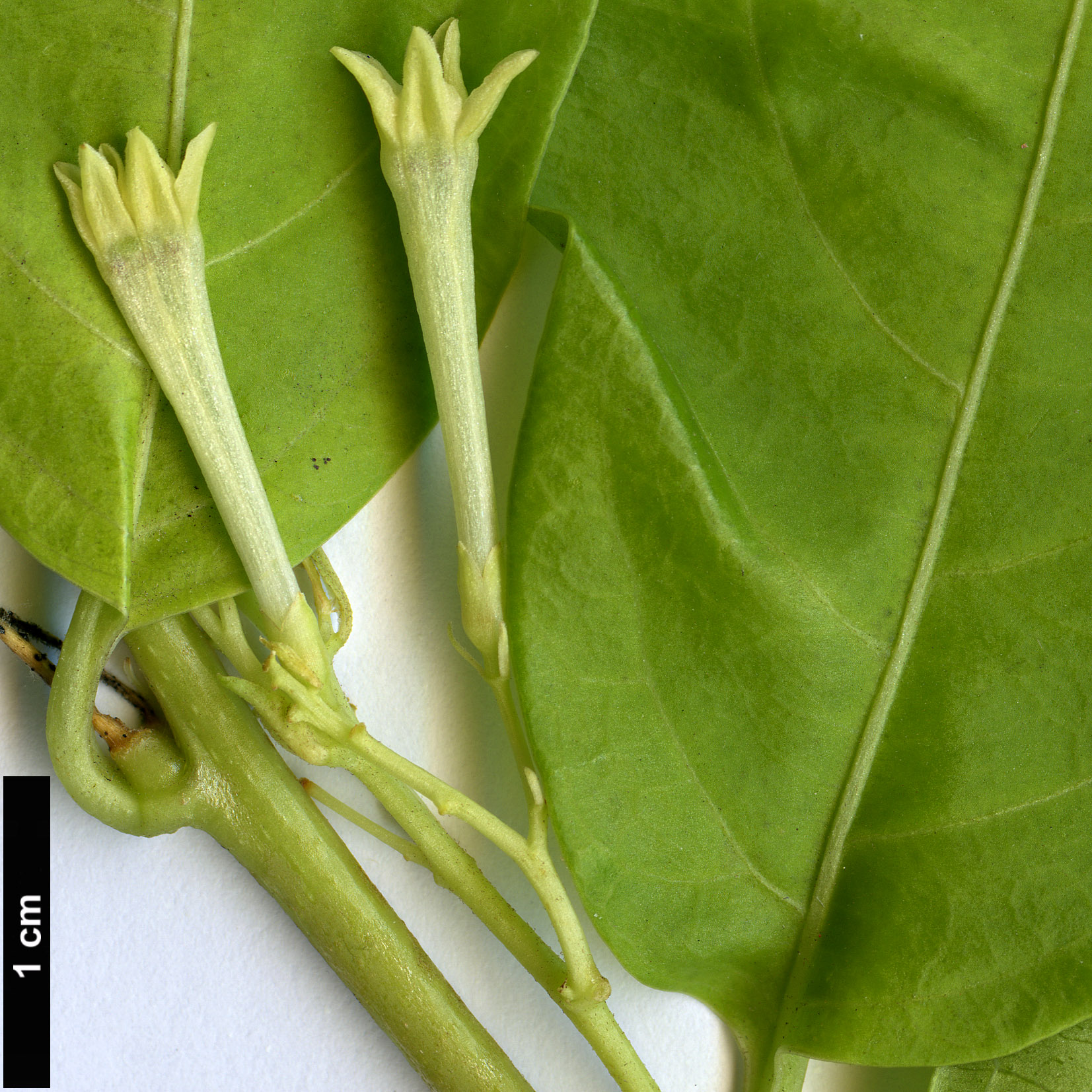 High resolution image: Family: Solanaceae - Genus: Cestrum - Taxon: nocturnum