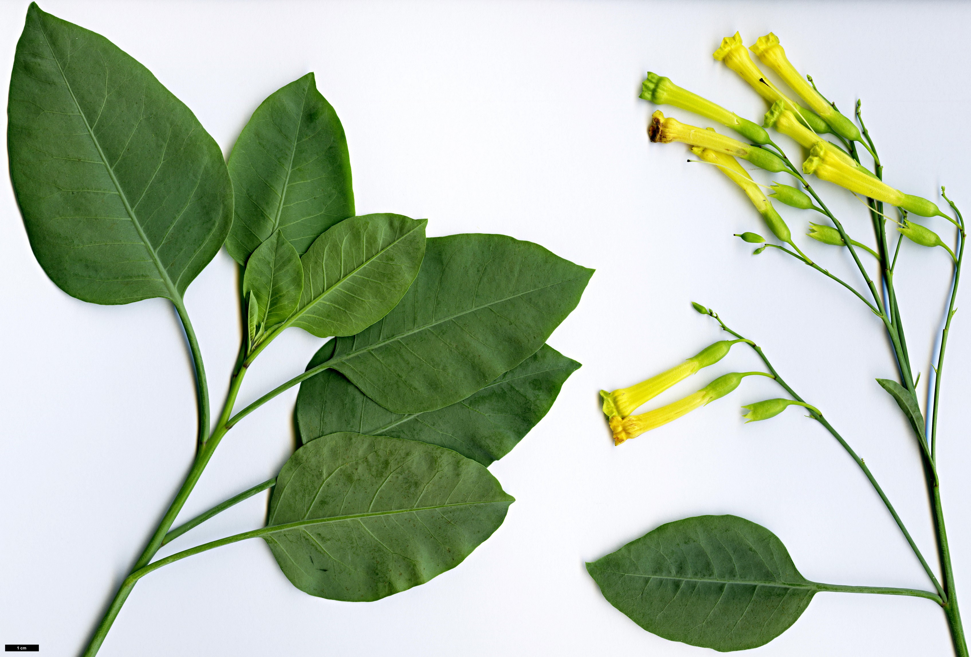 High resolution image: Family: Solanaceae - Genus: Nicotiana - Taxon: glauca