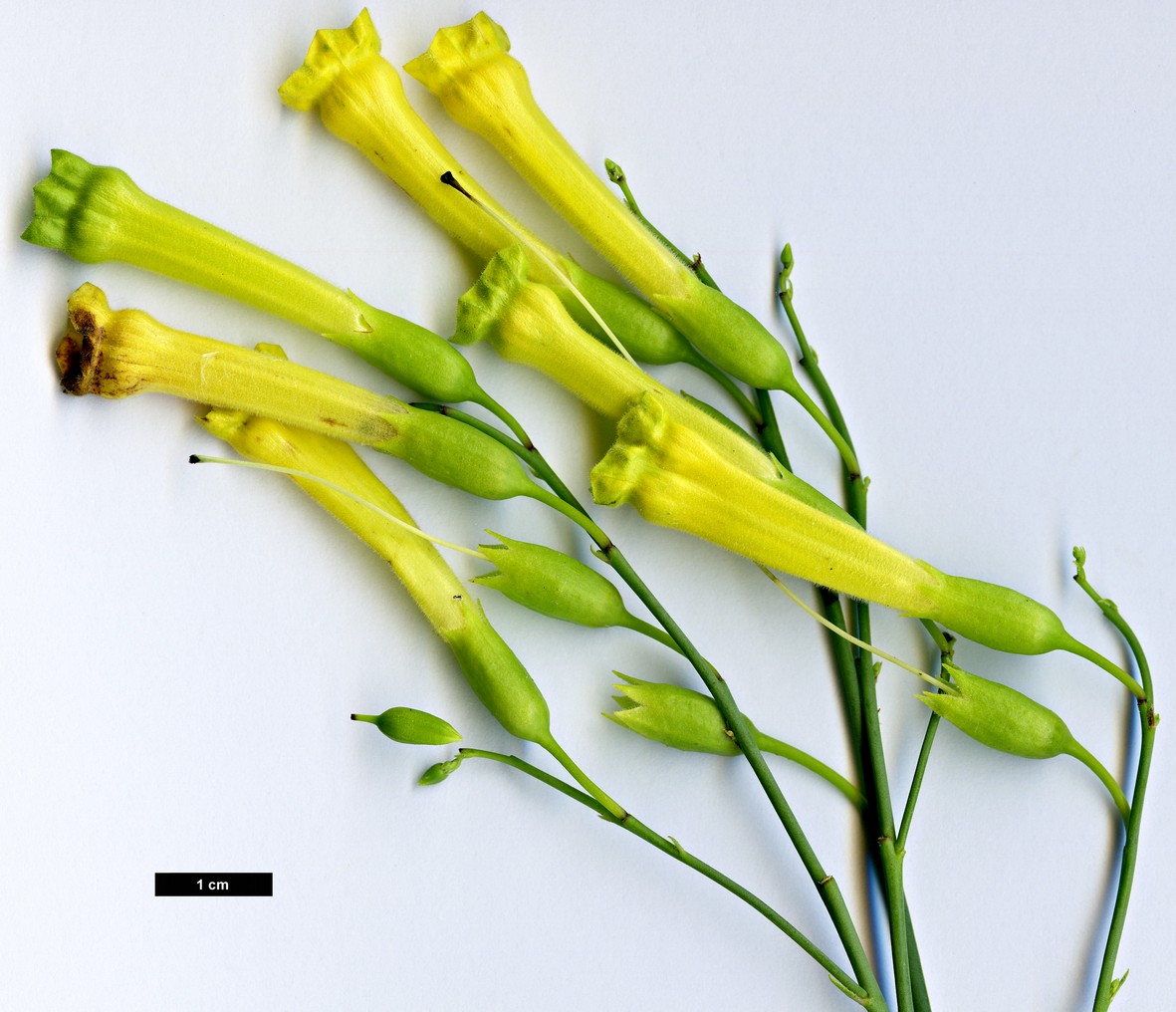 High resolution image: Family: Solanaceae - Genus: Nicotiana - Taxon: glauca