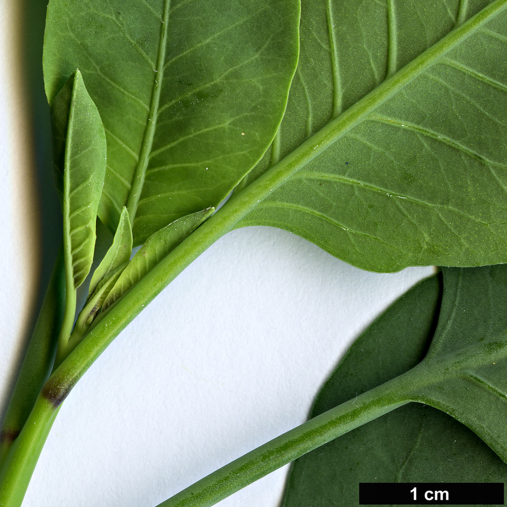 High resolution image: Family: Solanaceae - Genus: Nicotiana - Taxon: glauca