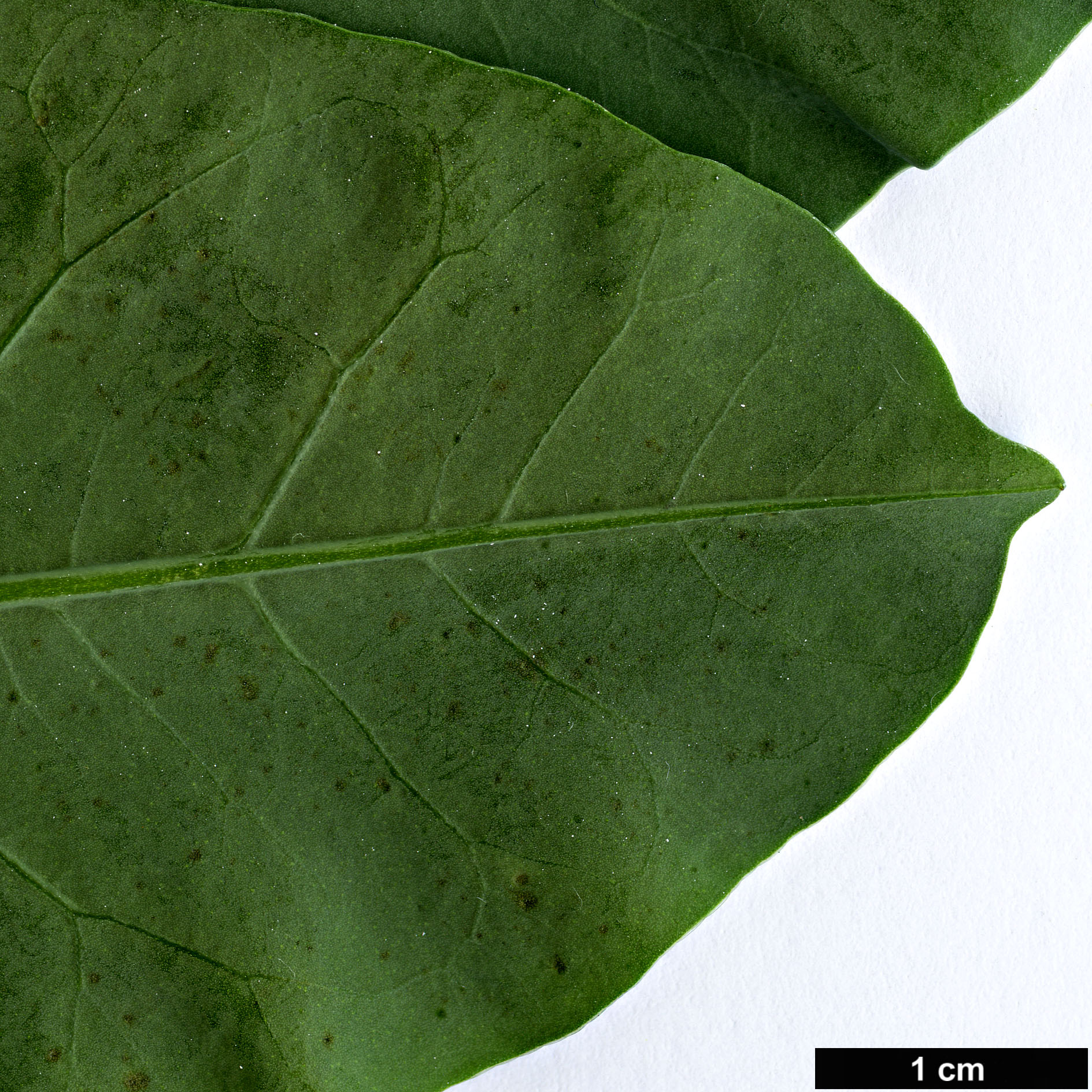 High resolution image: Family: Solanaceae - Genus: Nicotiana - Taxon: glauca