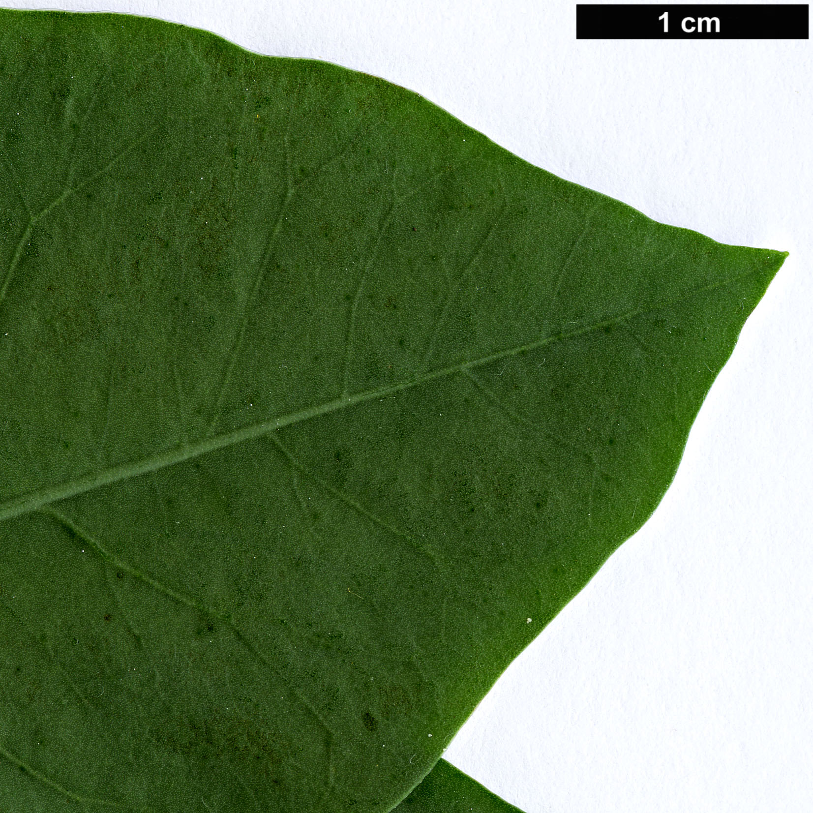 High resolution image: Family: Solanaceae - Genus: Nicotiana - Taxon: glauca