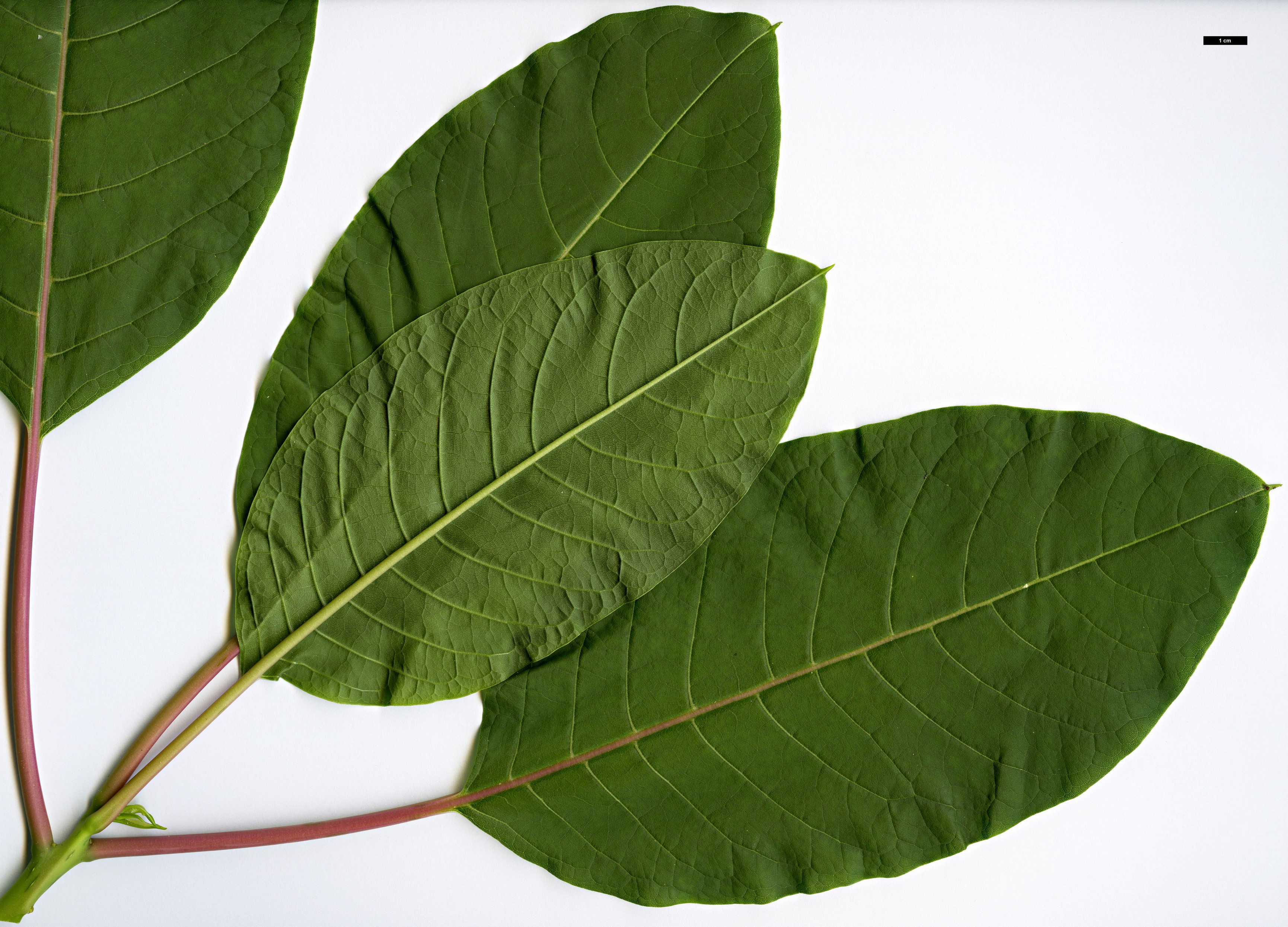 High resolution image: Family: Solanaceae - Genus: Phytolacca - Taxon: dioica